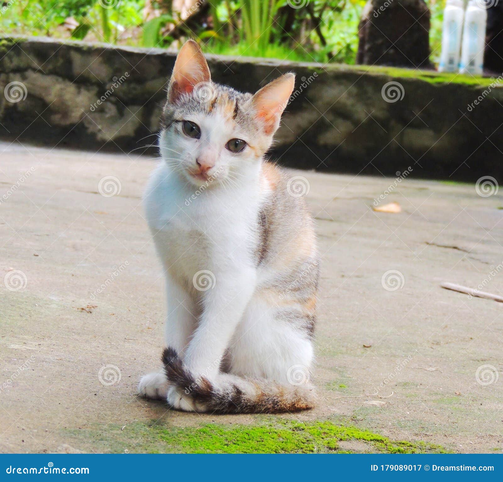 可爱的小猫 白猫 猫坐着 白毛猫库存图片 图片包括有可爱的小猫 白猫 猫坐着 白毛猫