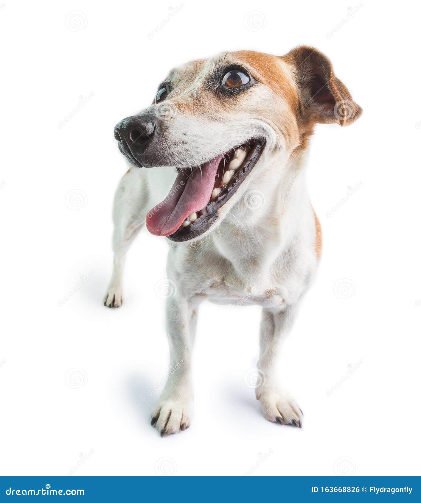 可爱的笑脸正面动心狗脸库存照片 图片包括有似犬 敬慕 乐趣 交配动物者 关闭 哺乳动物 可爱的笑脸正面动心狗脸库存照片 图片包括有似犬 敬慕 乐趣 交配动物者 关闭 哺乳动物