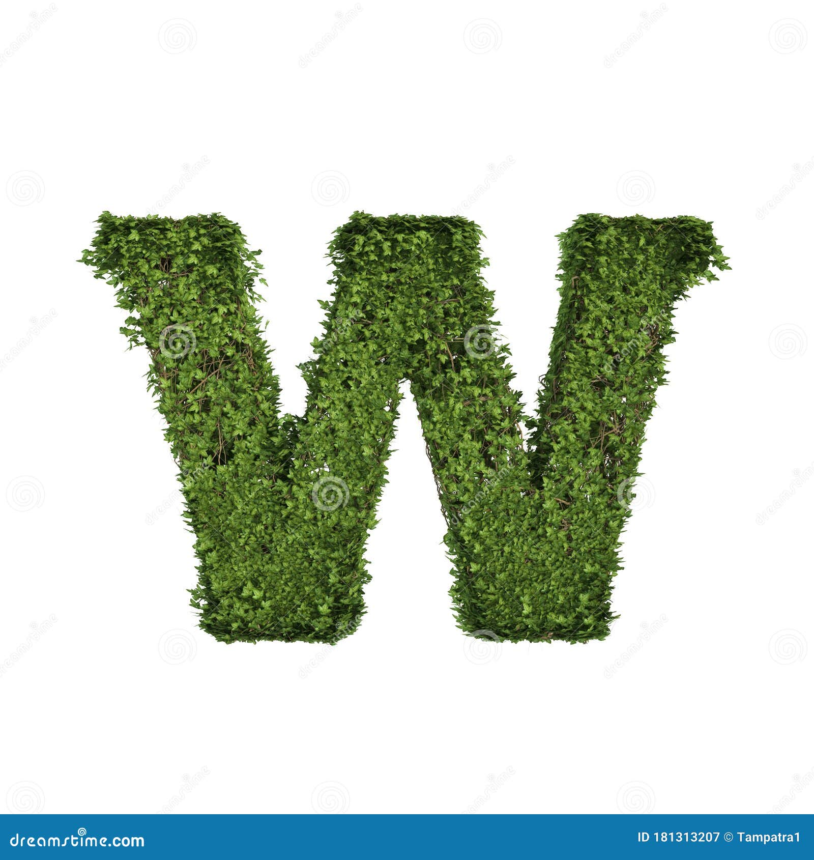 叶 青藤 藤形字母w的常春藤植物 以白色隔离的英文字母文字字库存例证 插画包括有字符 森林 叶 青藤 藤形字母w的常春藤植物 以白色隔离的英文字母文字字库存例证 插画包括有字符 森林