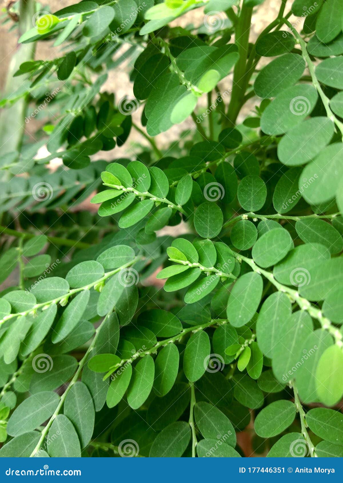 叶下珠植物叶背景库存图片 图片包括有照亮 苦汁 问题的 医学 环境 玻色子 森林 摄影