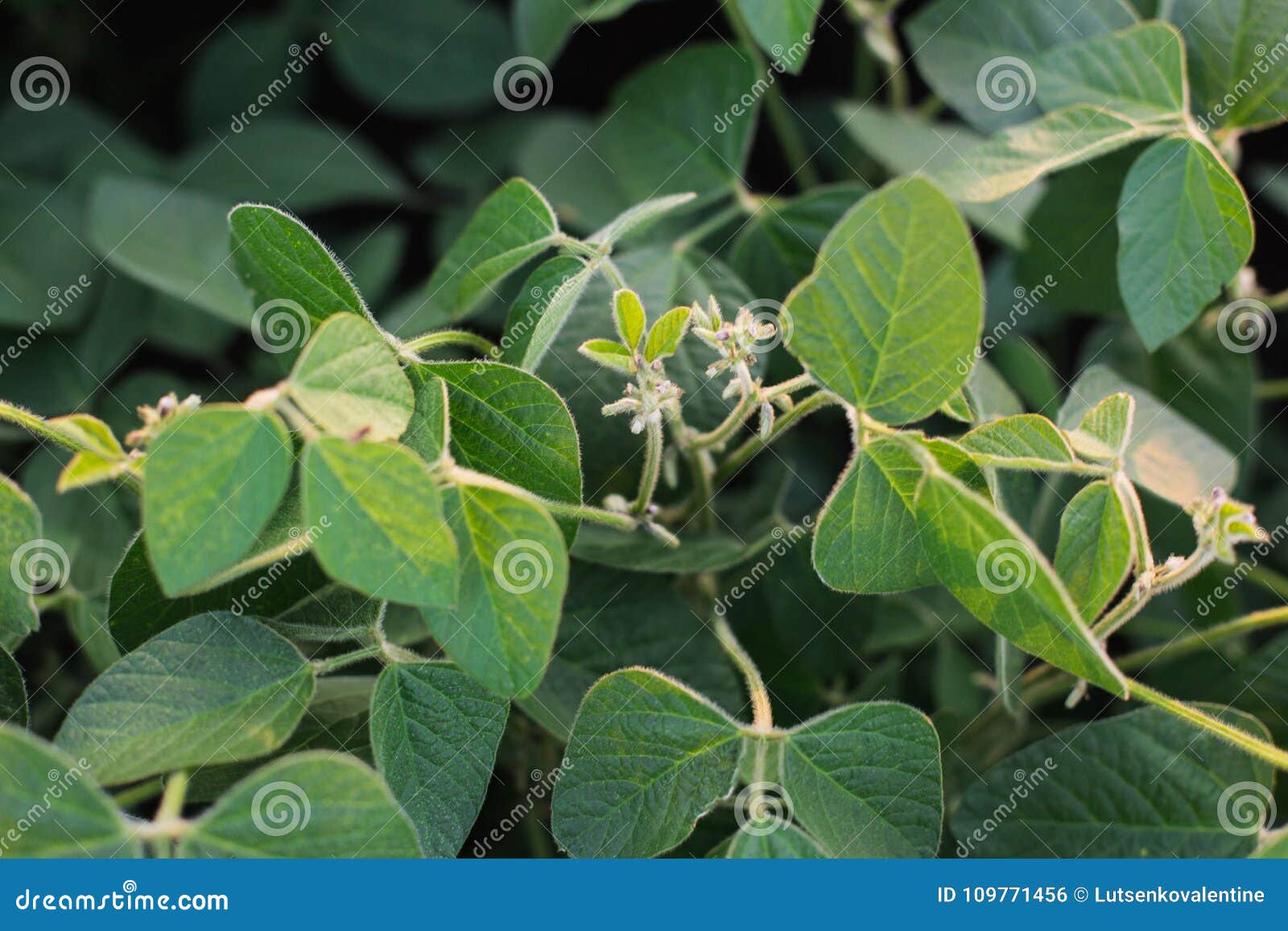 叶子和大豆花库存照片 图片包括有叶子和大豆花