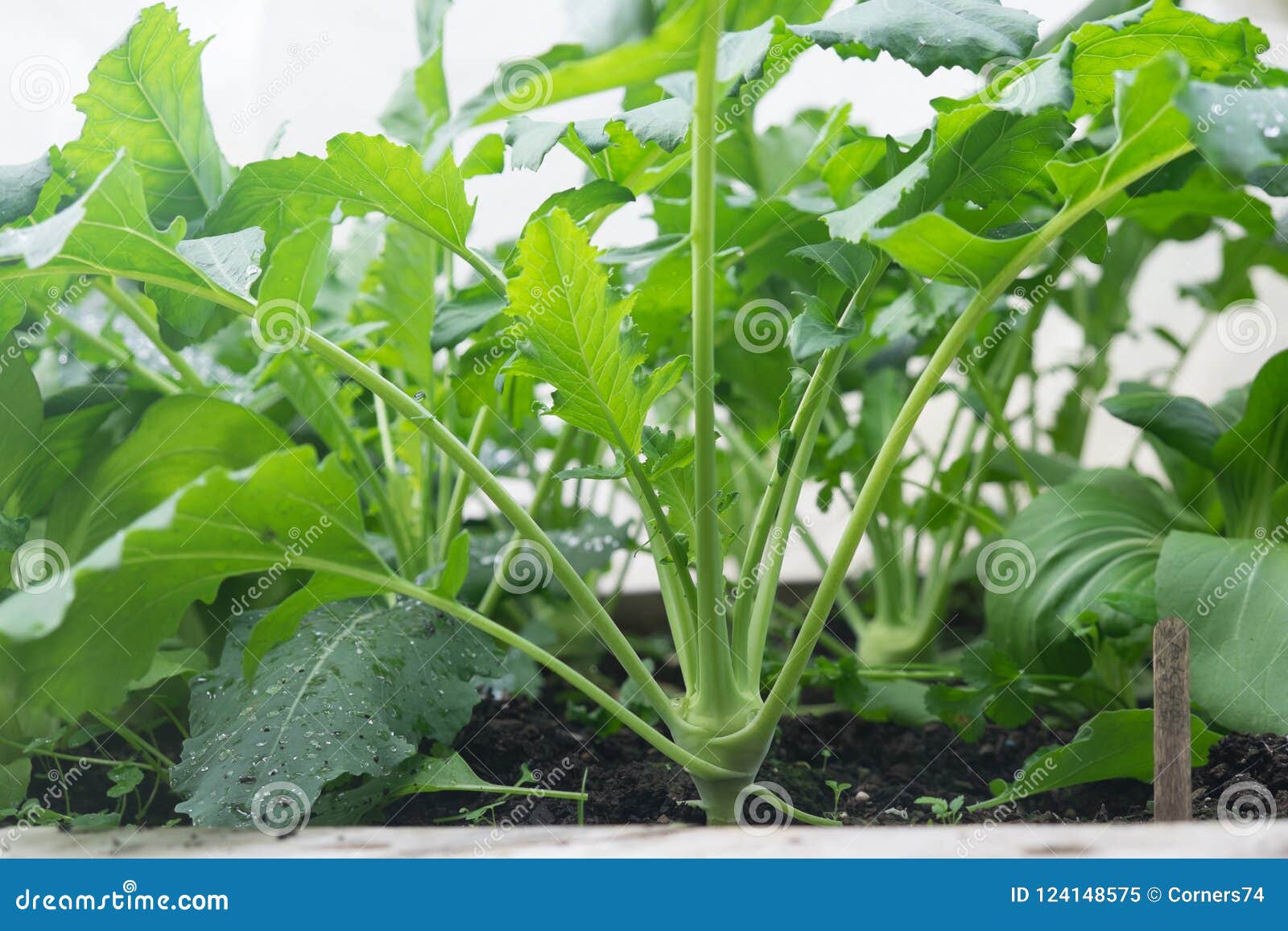 叶茂盛绿色 芸苔蔬菜栽培在庭院供住宿 Kohlr 库存图片 图片包括有