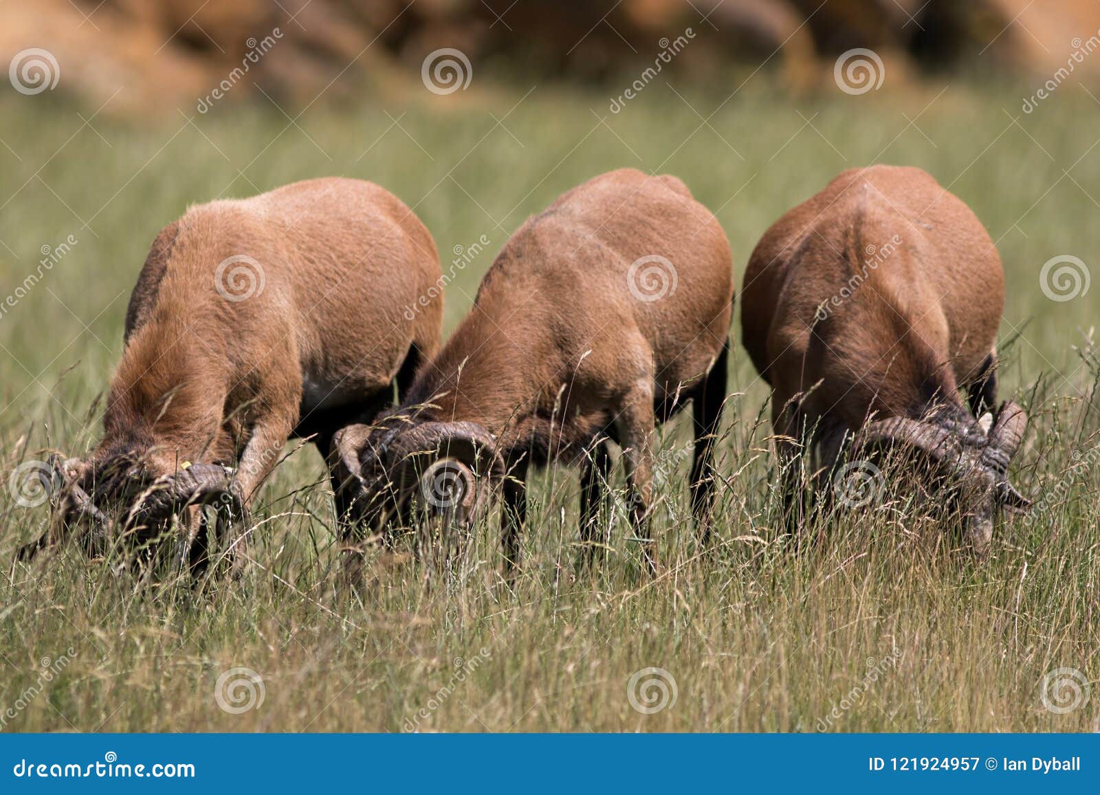 吃草在长的草的草食动物在高gra后的喀麦隆绵羊库存图片 图片包括有长期 预留 下来 卡麦隆