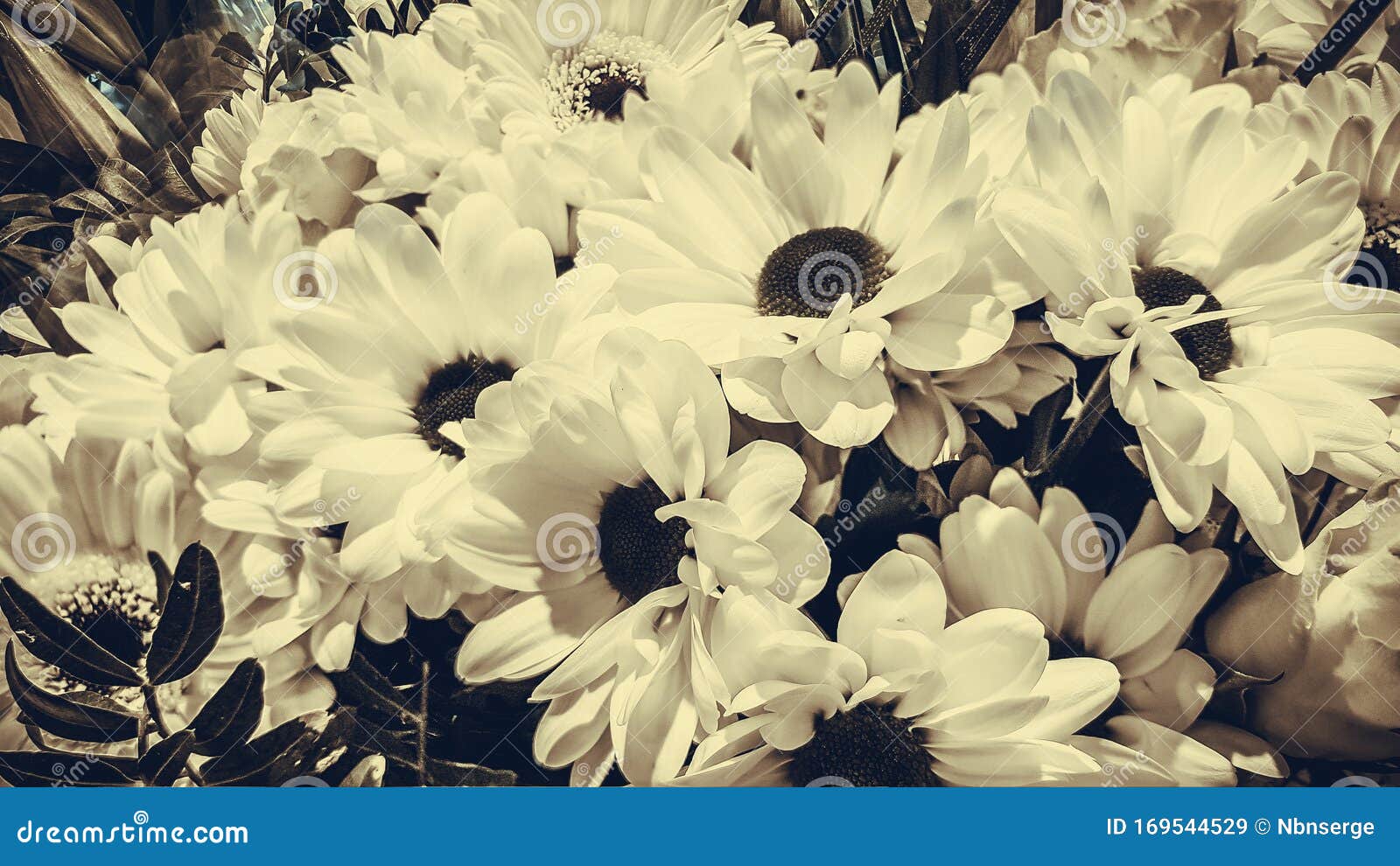 各种不同颜色的花束情人节 婚礼的花背景复古青皮亚库存图片 图片包括有花束 开花 各种不同颜色的花束情人节 婚礼的花背景复古青皮亚库存图片 图片包括有花束 开花
