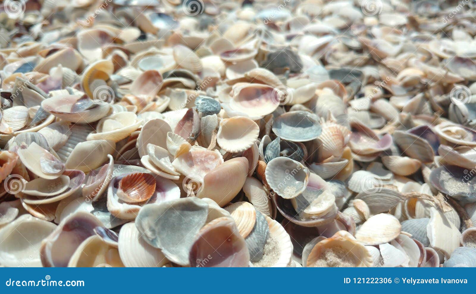 各种各样的珍珠母海壳库存照片 图片包括有