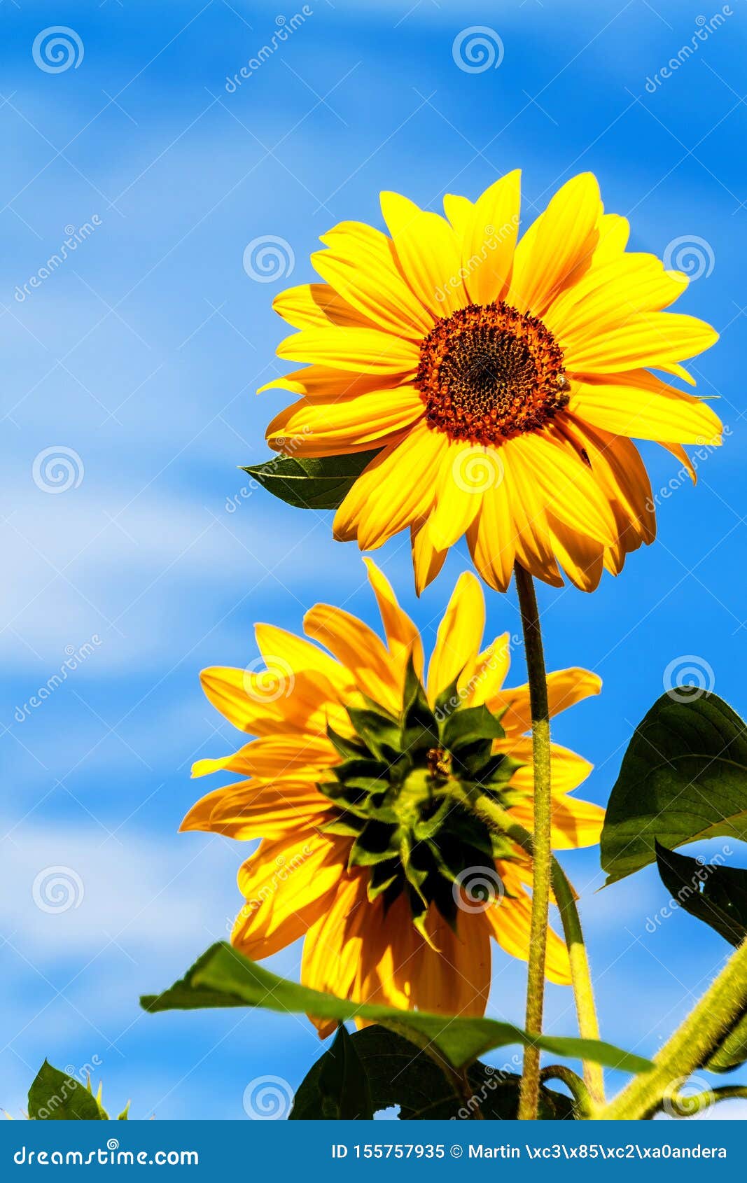 向日葵和蜂增长的向日葵油农业庄稼热的夏日库存图片 图片包括有热的夏日 增长的向日葵油 农业庄稼 向日葵和蜂增长的向日葵油农业庄稼热的夏日库存图片 图片包括有热的夏日 增长的向日葵油 农业庄稼