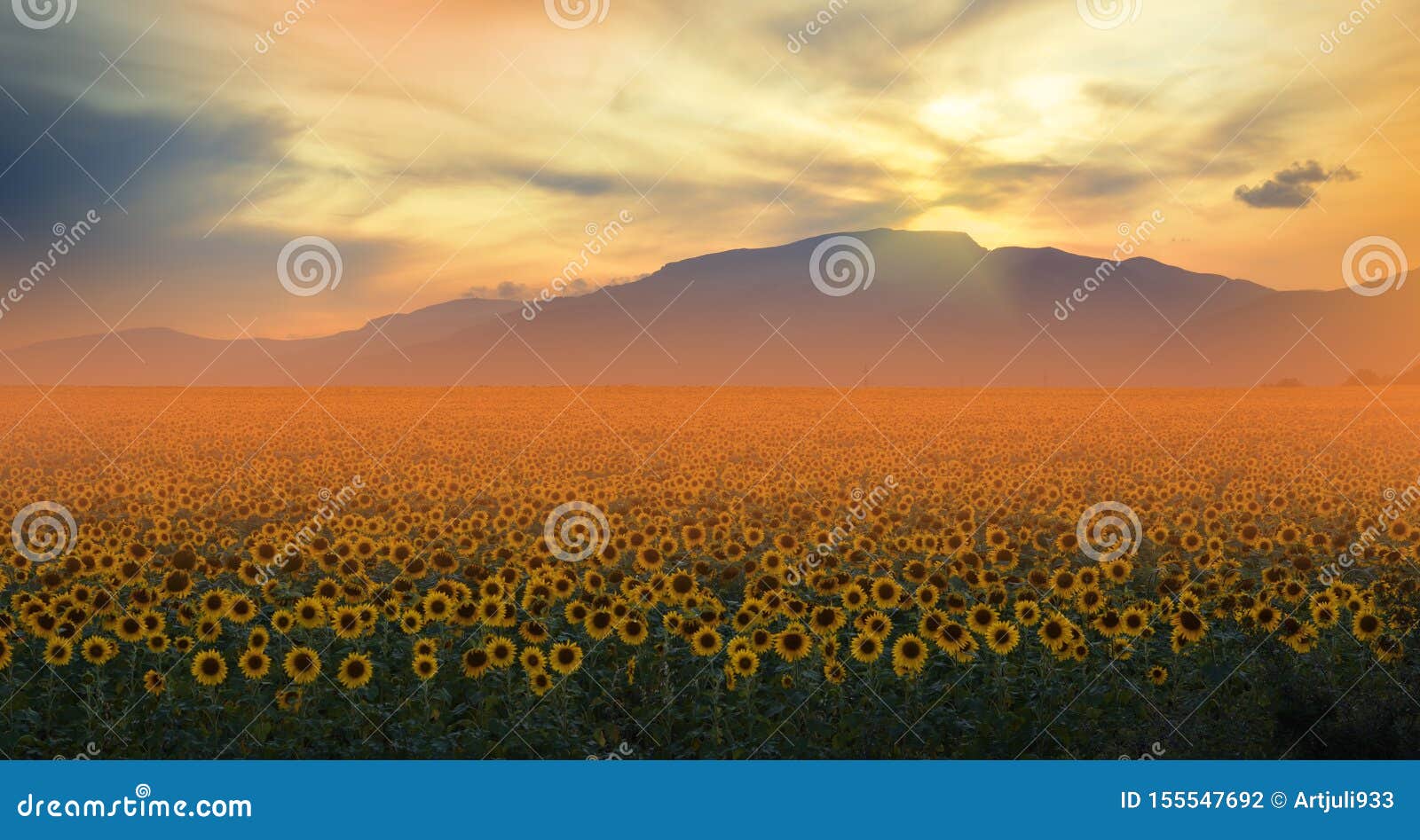 向日葵田 日落美丽的橙色自然背景艺术壁纸艺术摄影农业景观天空 云 太阳库存照片 图片包括有日历 干净
