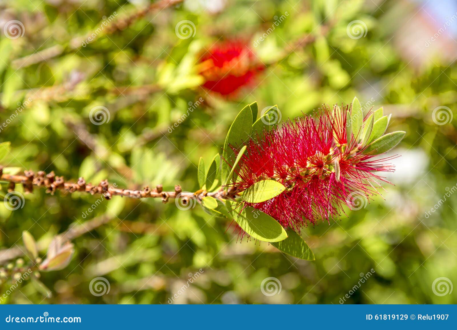コンプリート 含羞草花言葉