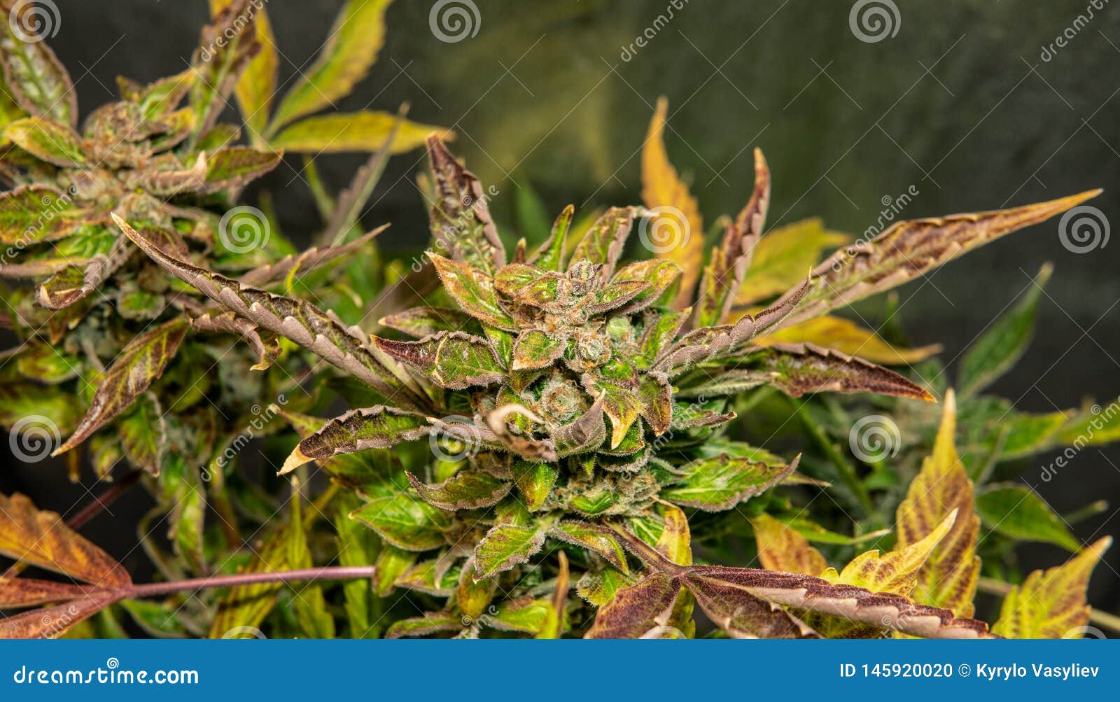 吸烟大麻花大麻thc Cbd效果的药用菌株库存照片 图片包括有大麻 曲奇饼 宏指令 本质 吸烟大麻花大麻thc Cbd效果的药用菌株库存照片 图片包括有大麻 曲奇饼 宏指令 本质