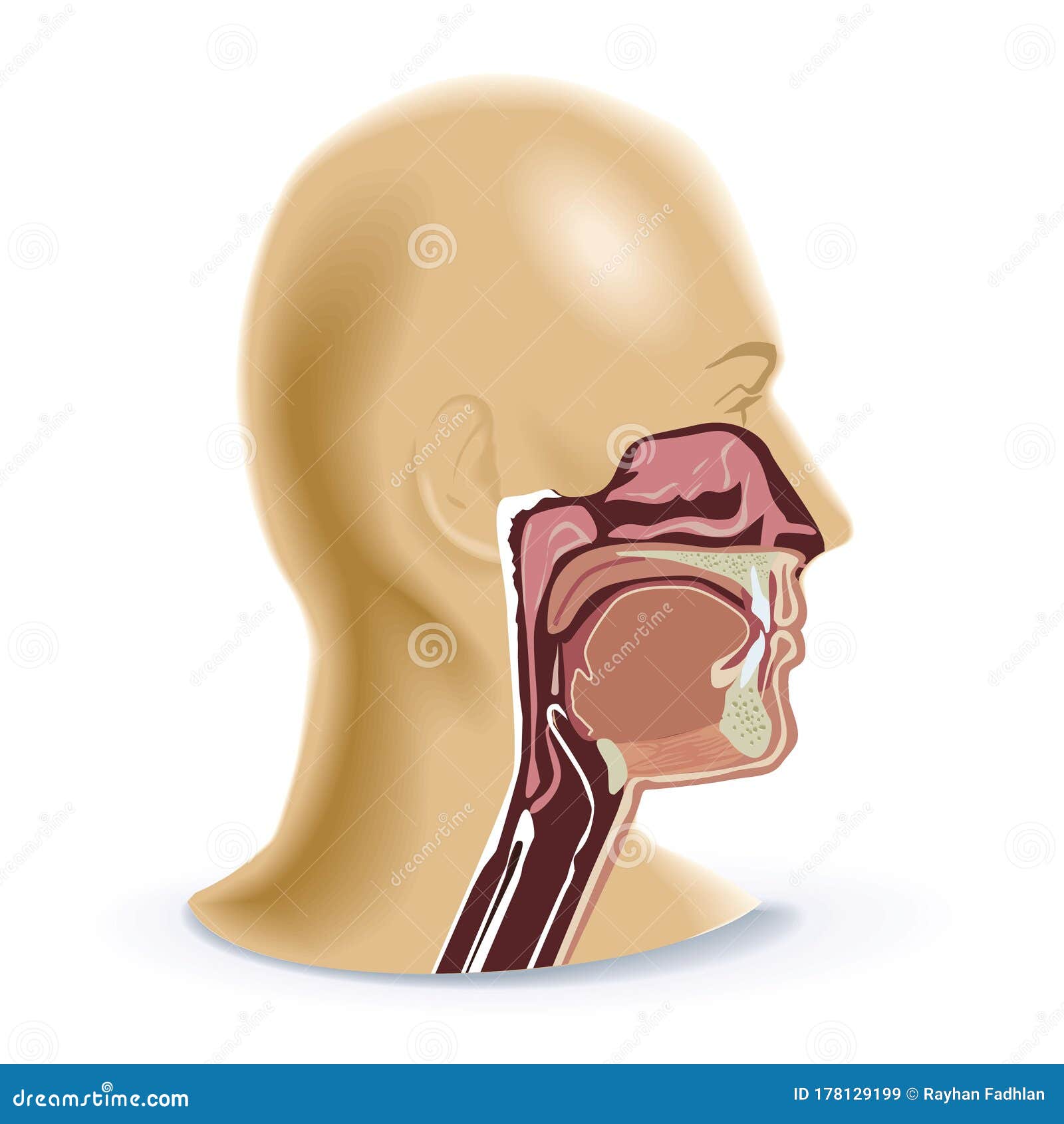 呼吸器官的载体插图向量例证 插画包括有疾病 癌症 健康 重点 图表 微风的 图标 图画