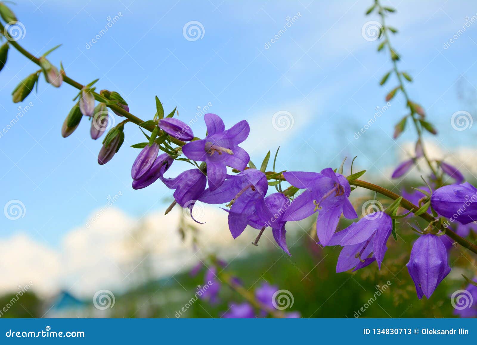 响铃草甸 蓝铃花库存图片 图片包括有绿色 响铃 夏天 会开蓝色钟形花的草 绽放 丁香