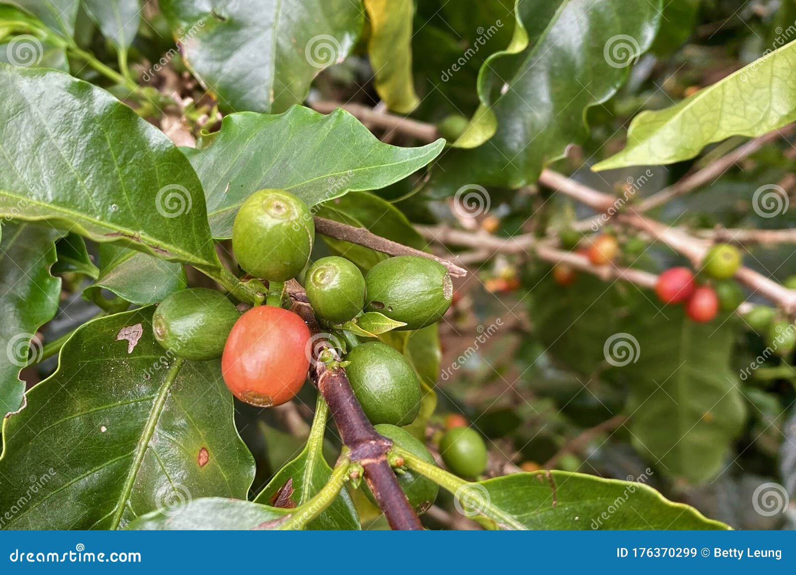 哥斯大黎加咖啡种植园树成熟咖啡果库存图片 图片包括有自然 咖啡 庭院 能源 亚马逊 肋前缘 176370299