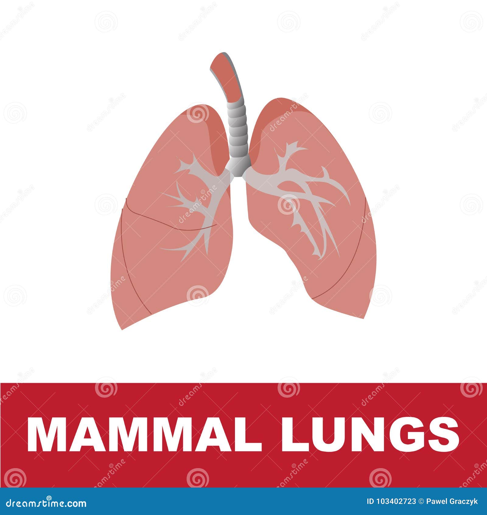 哺乳动物的概要肺解剖学的传染媒介例证向量例证 插画包括有