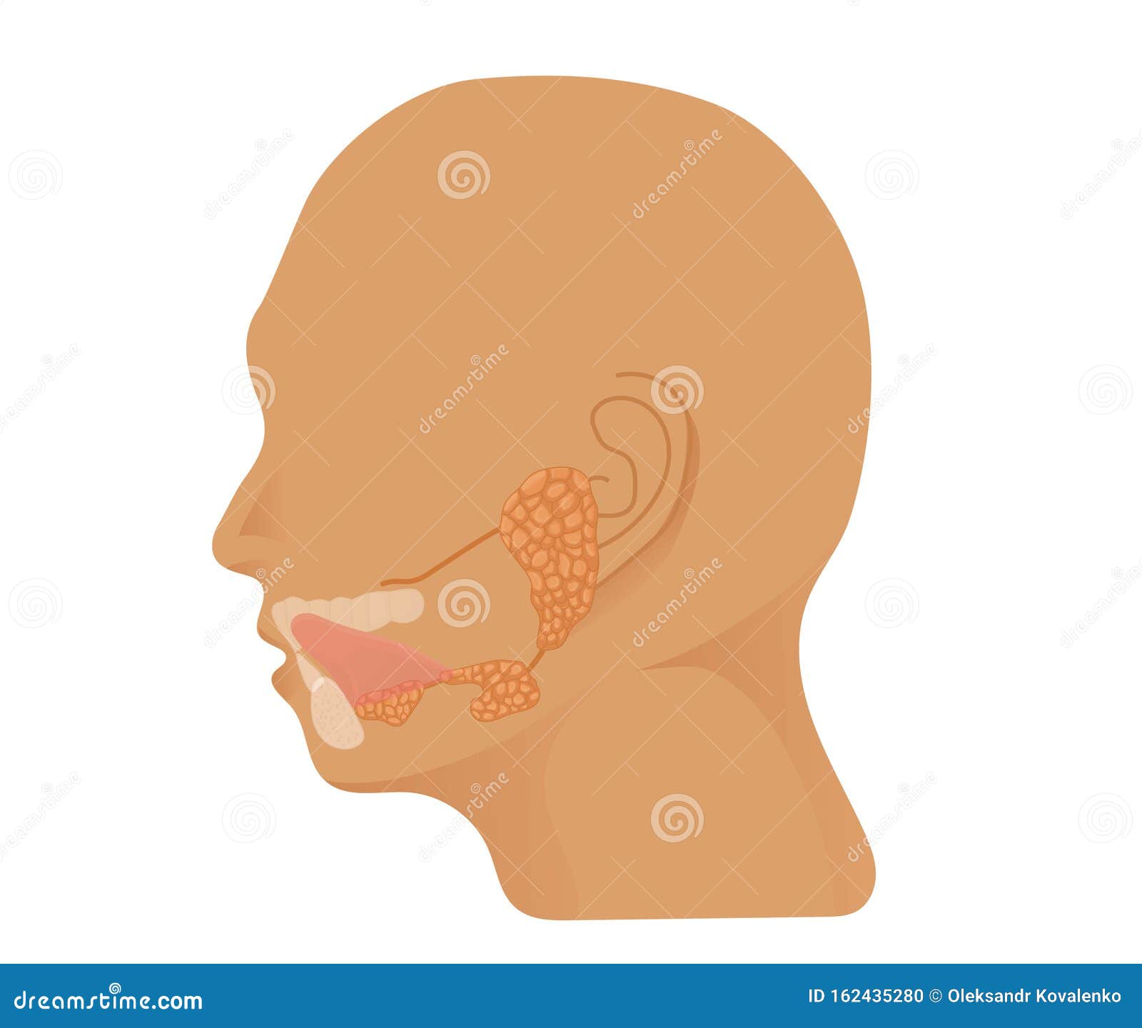唾液腺解剖腮腺 下颌下腺和舌下腺头部的图示向量例证 插画包括有空肠 带状闪长岩 排汇物 女主持人 唾液腺解剖腮腺 下颌下腺和舌下腺头部的图示向量例证 插画包括有空肠 带状闪长岩 排汇物 女主持人