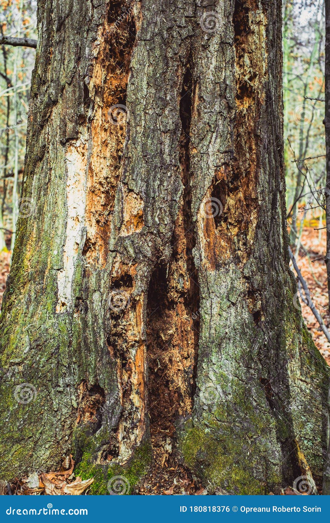 啄木鸟造的树洞库存照片 图片包括有户外 灰色 重量 鸟的监视人的 森林 双翼飞机 敌意