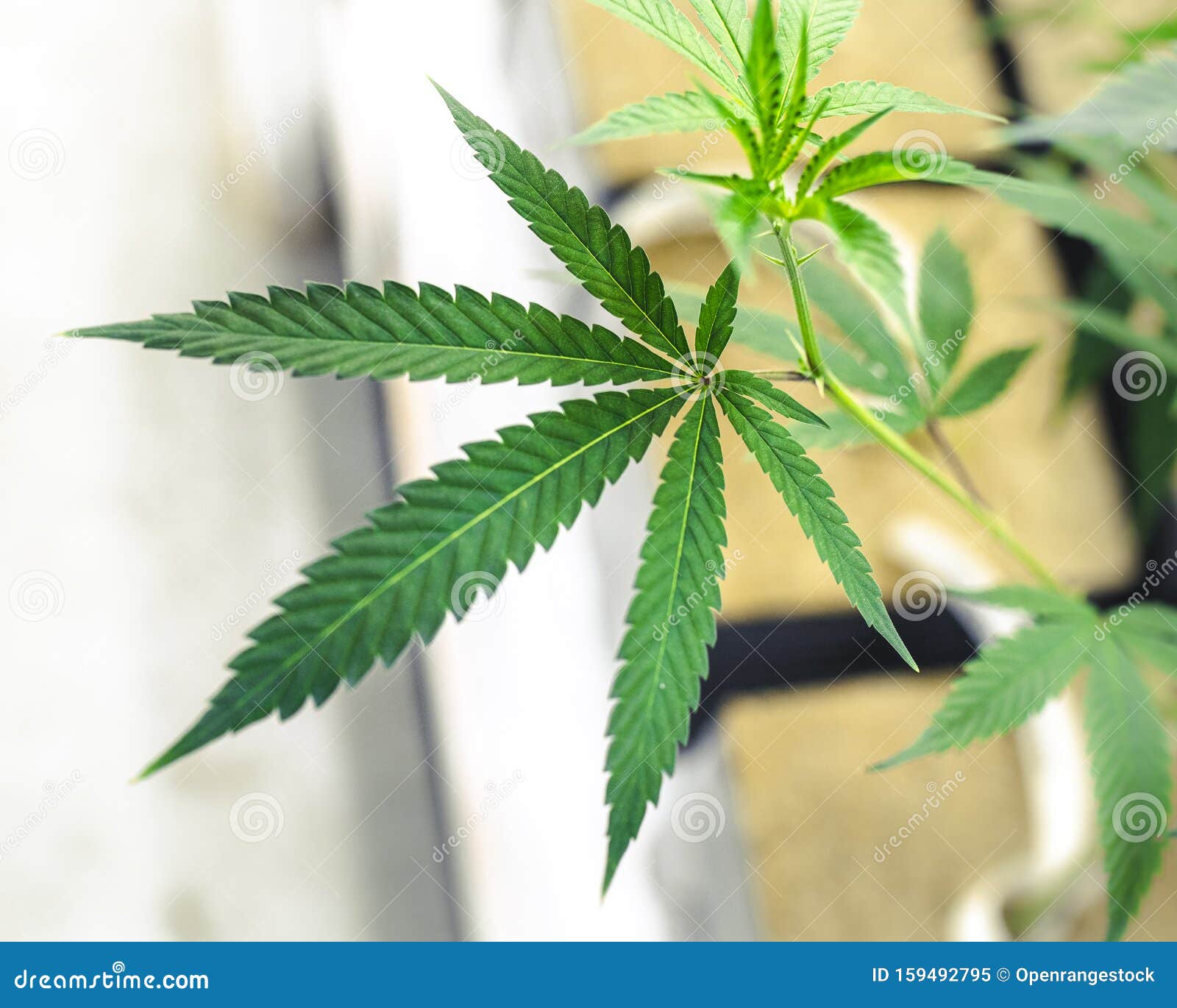 商用杂草场室内大麻植物叶生长库存图片 图片包括有抽象 农场 药物 图标式 草本 模式