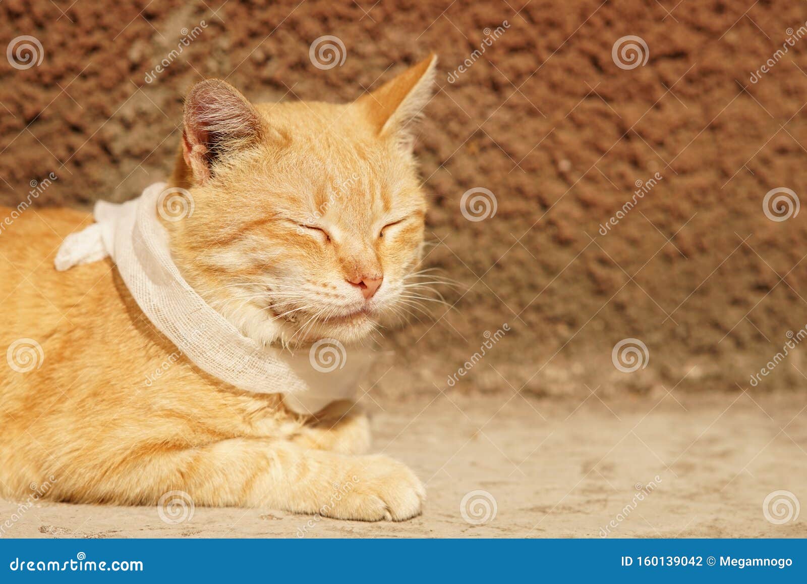 喉带绷的生姜猫宠物疾病动物的护理和治疗库存照片 图片包括有