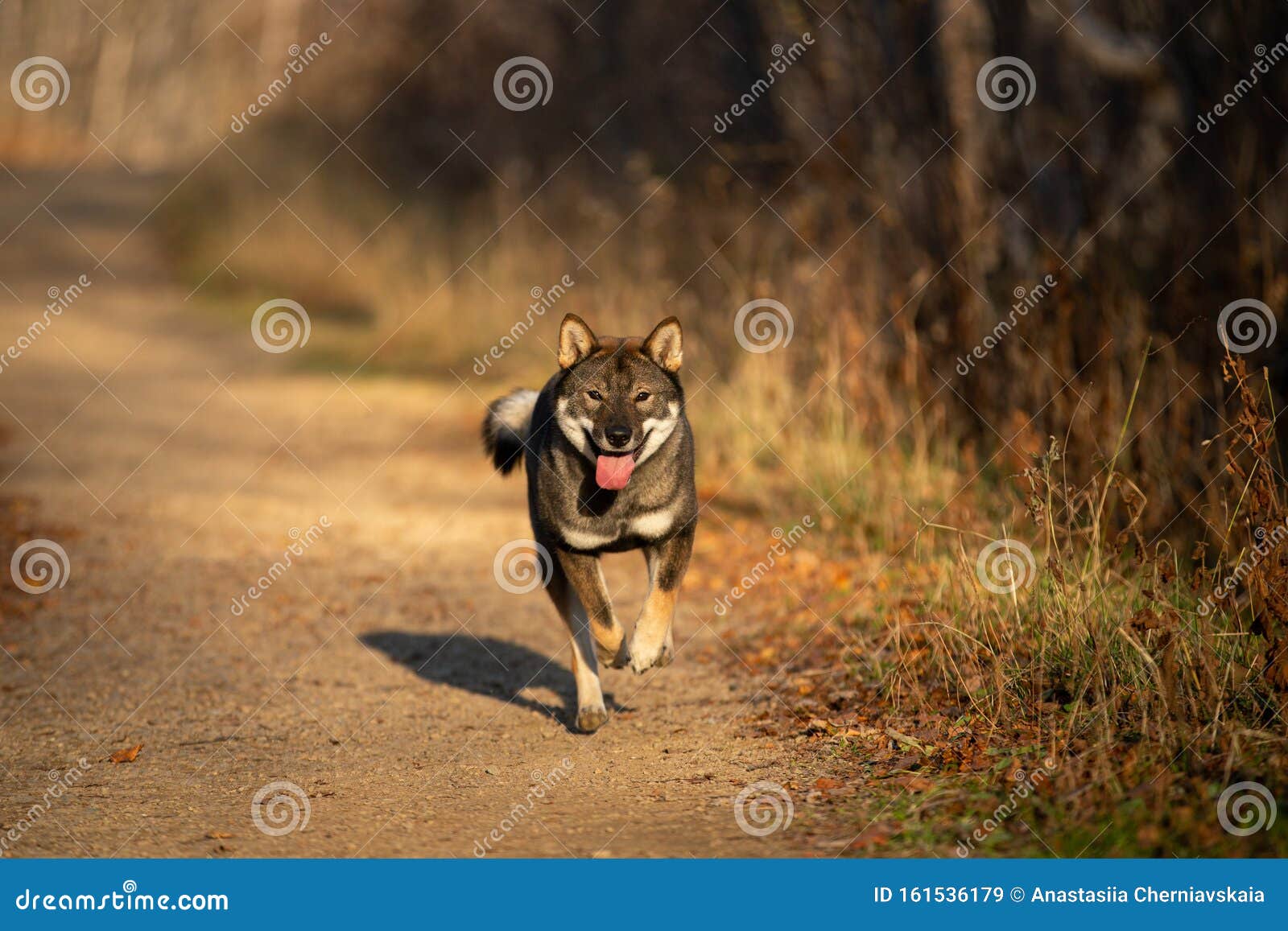 四国犬日落时在森林中跑得快日本稀有四国犬秋趣库存图片 图片包括有背包 哺乳动物 逗人喜爱