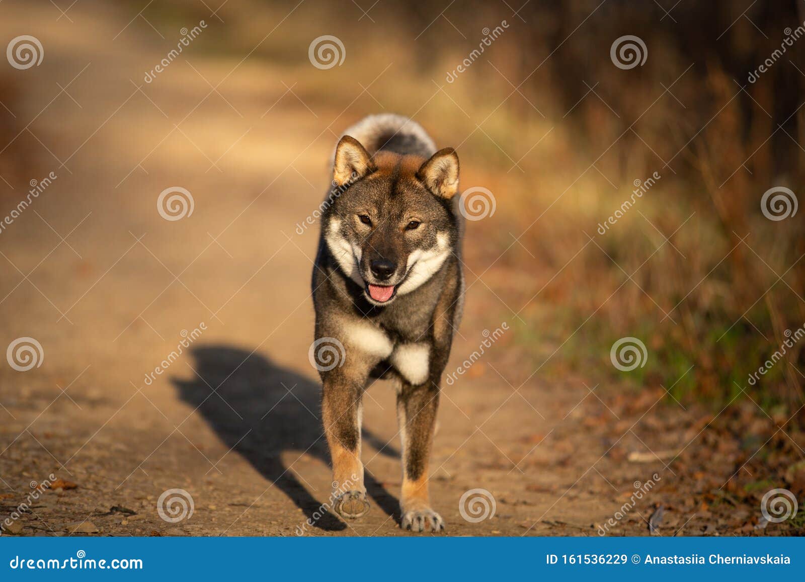 四国犬日落时在森林中跑得快日本稀有四国犬秋趣库存图片 图片包括有少许 小狗 毛皮 蓬松