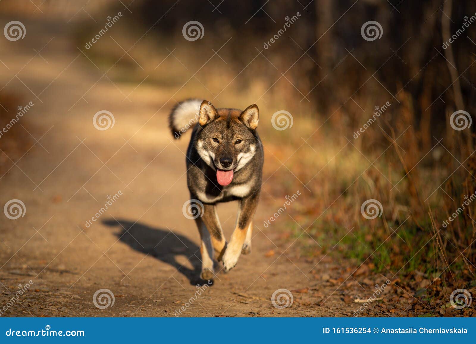 四国犬日落时在森林中跑得快日本稀有四国犬秋趣库存照片 图片包括有日本 毛皮 自治权 公园