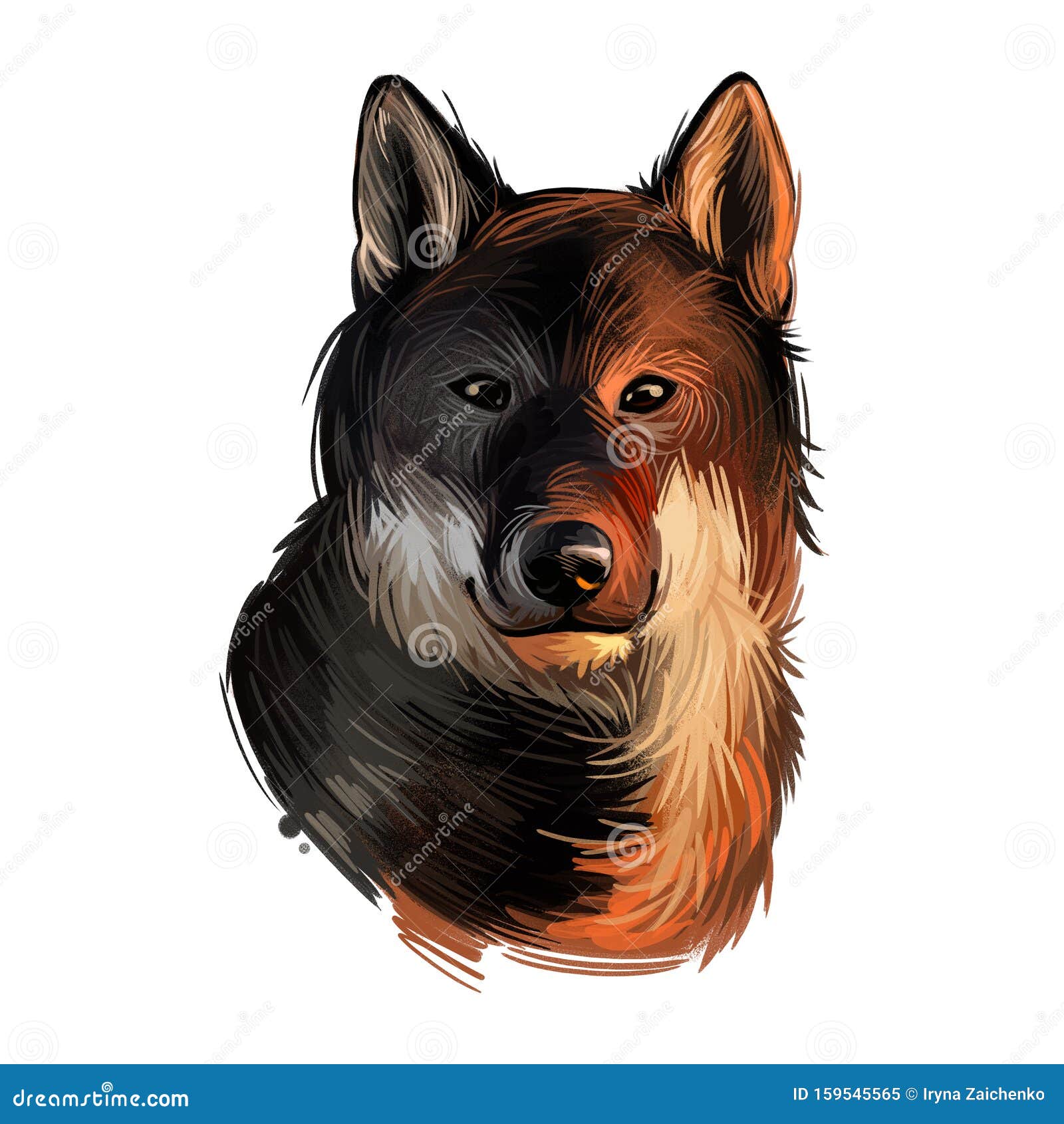四国犬源自日本 日本狗的数码艺术手绘动画水彩画 宠物嘴的特写库存例证 插画包括有