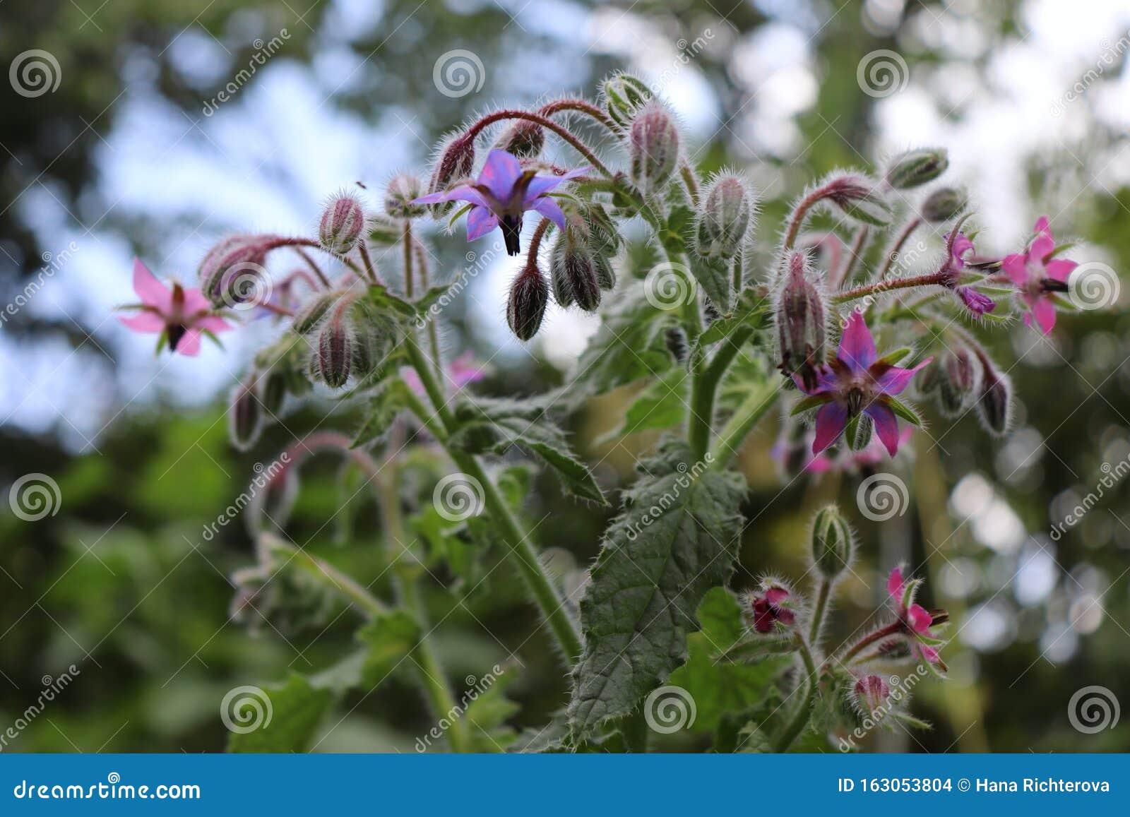 园林中的紫荆粉花紫草 又称星花 是每年开花的药草库存照片 图片包括有紫草 又称星花 是每年开花的药草