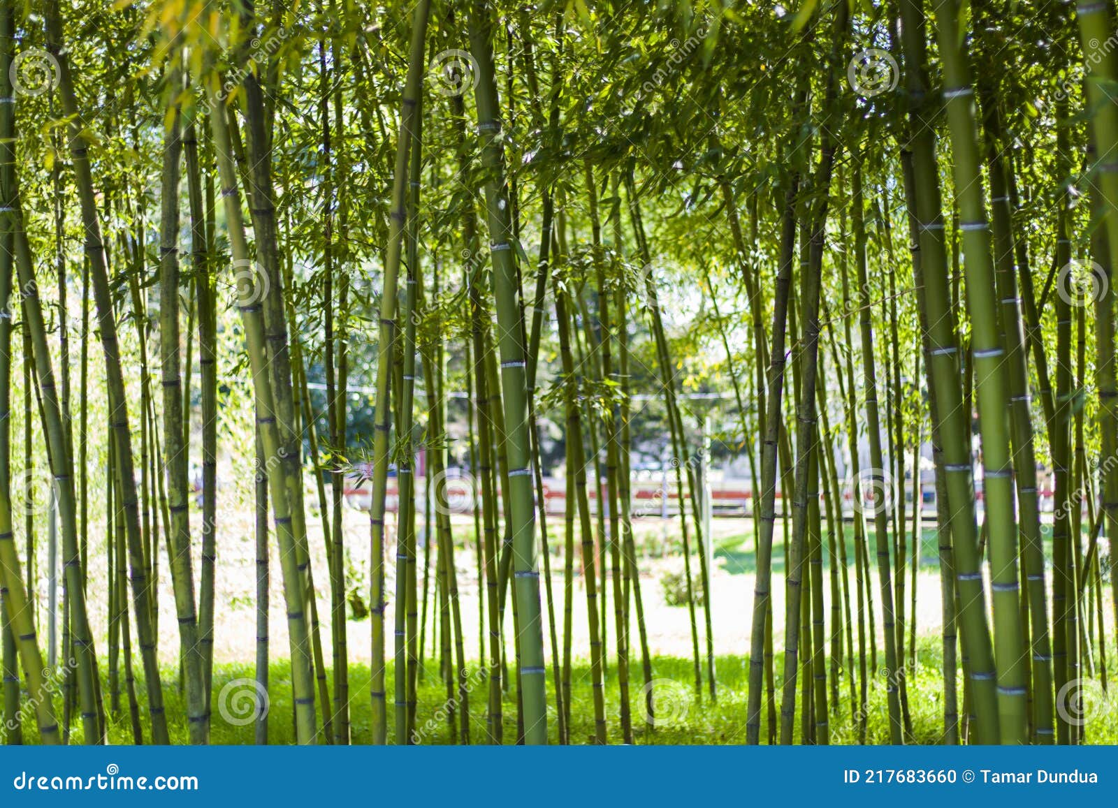 园林中自然竹林的墙纸与背景库存照片 图片包括有汉语 叶子 目的地 五颜六色 绿色 自然