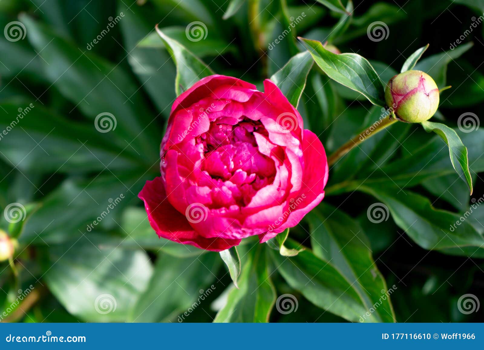 Natural red roses background — Stock Photo © gilmanshin #103523096