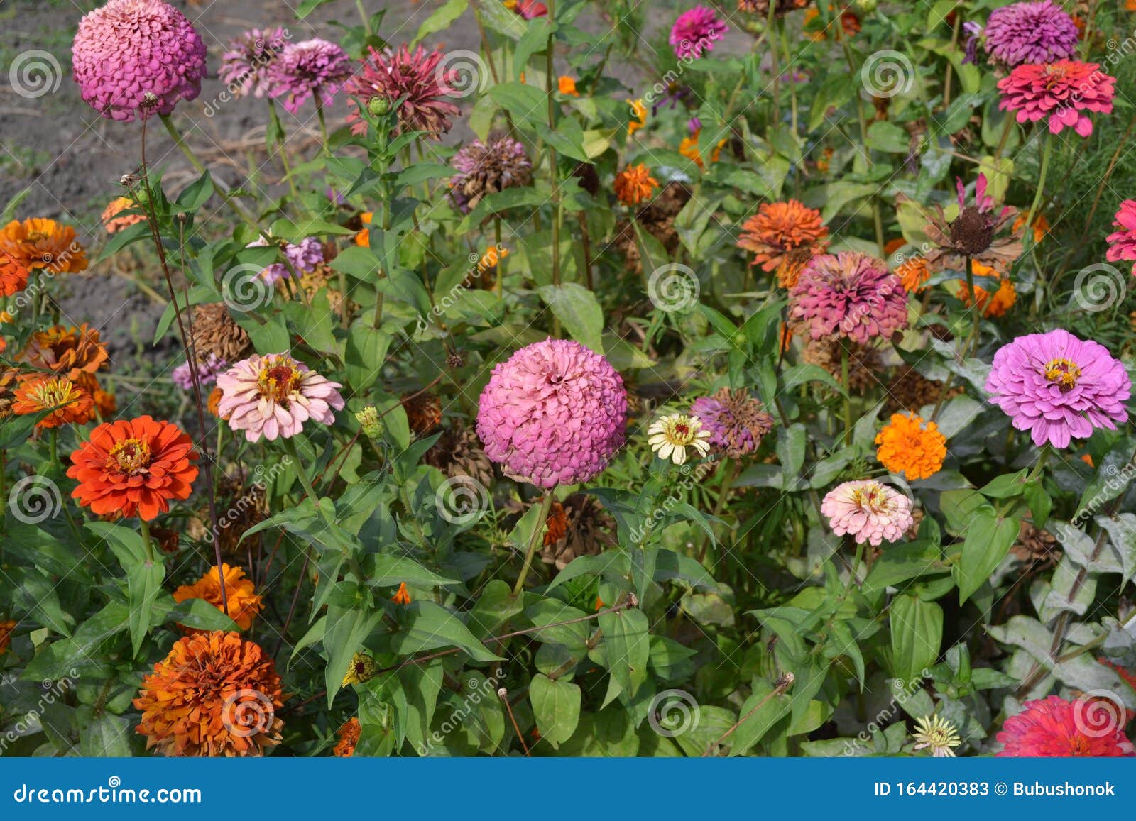 园艺花津尼亚家庭花园 花床豪斯zinnia 一种年草和多年草属库存图片 图片包括有家庭花园 花床 花津尼亚 园艺花津尼亚家庭花园 花床豪斯zinnia 一种年草和多年草属库存图片 图片包括有家庭花园 花床 花津尼亚