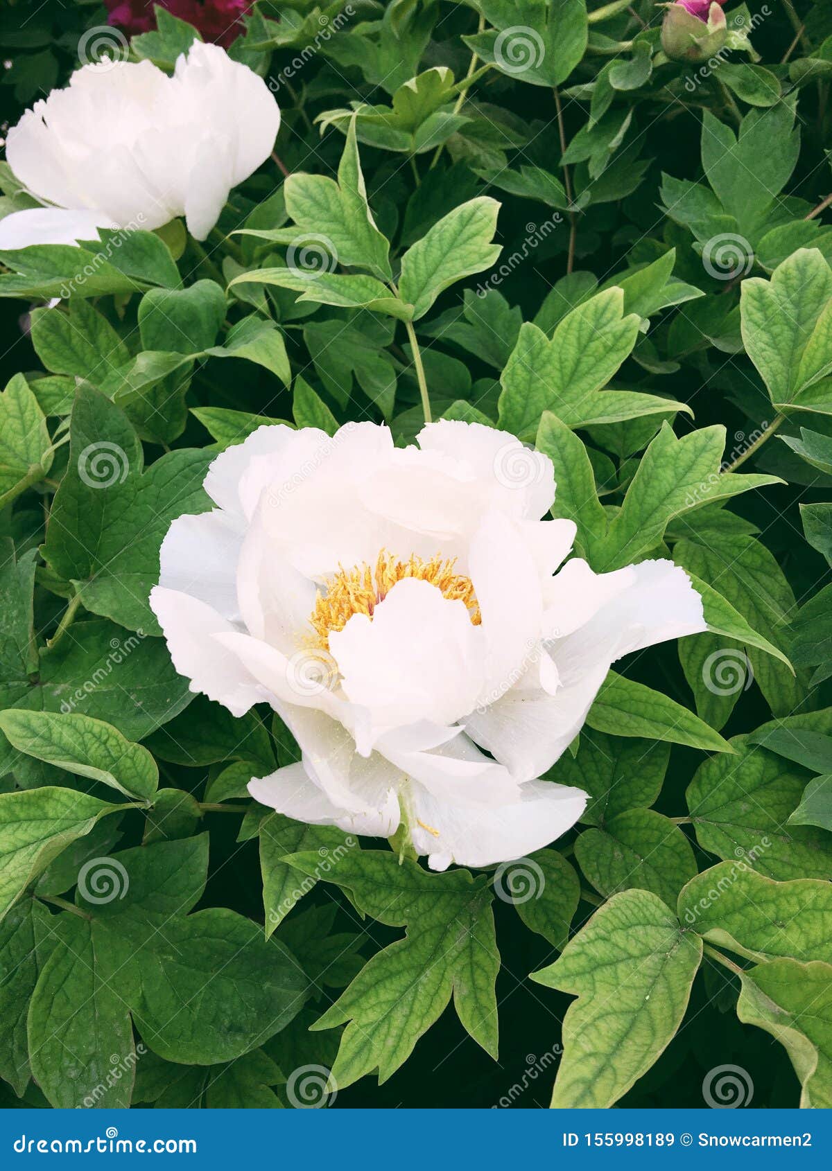 A E A C E A E A C Belleza Nacional Y Fragancia Celestial A Peony Imagen De Archivo Imagen De Best Procesado