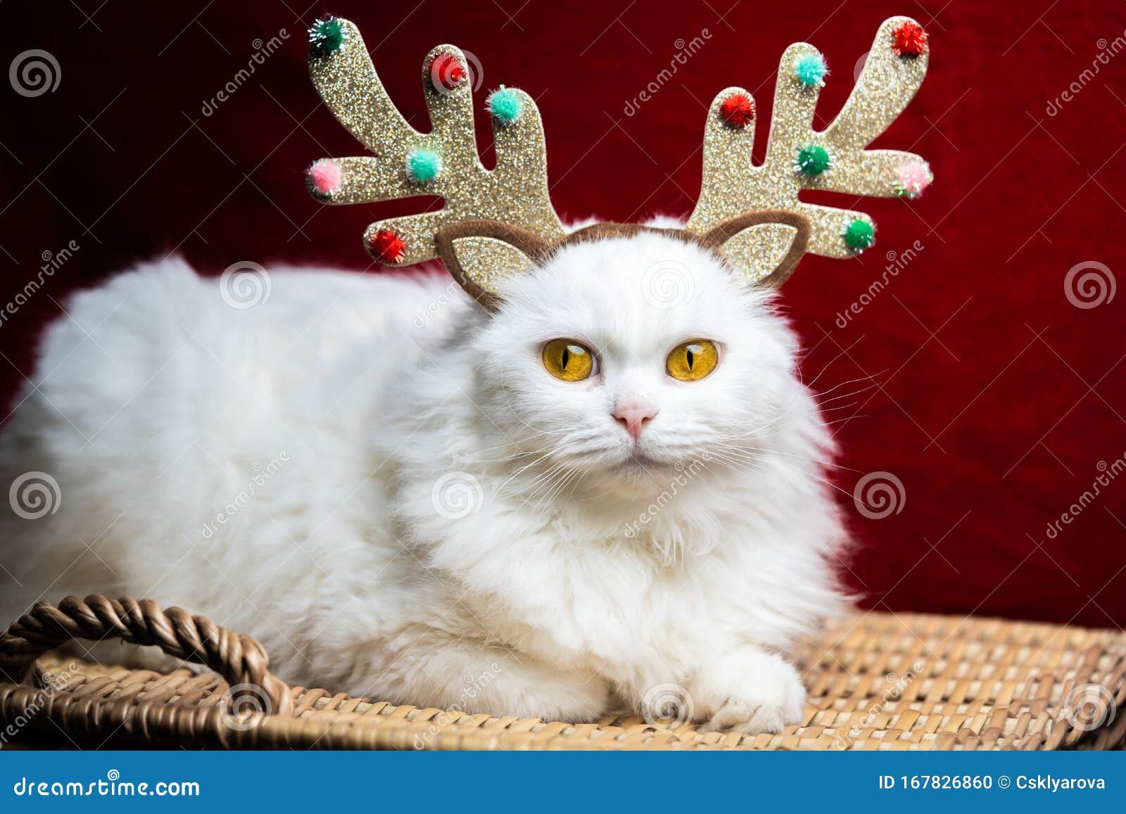 圣诞装饰中的猫画像 鹿角和圣诞老人服装库存照片 图片包括有乐趣 庆祝 查找 查出 衣物 圣诞装饰中的猫画像 鹿角和圣诞老人服装库存照片 图片包括有乐趣 庆祝 查找 查出 衣物