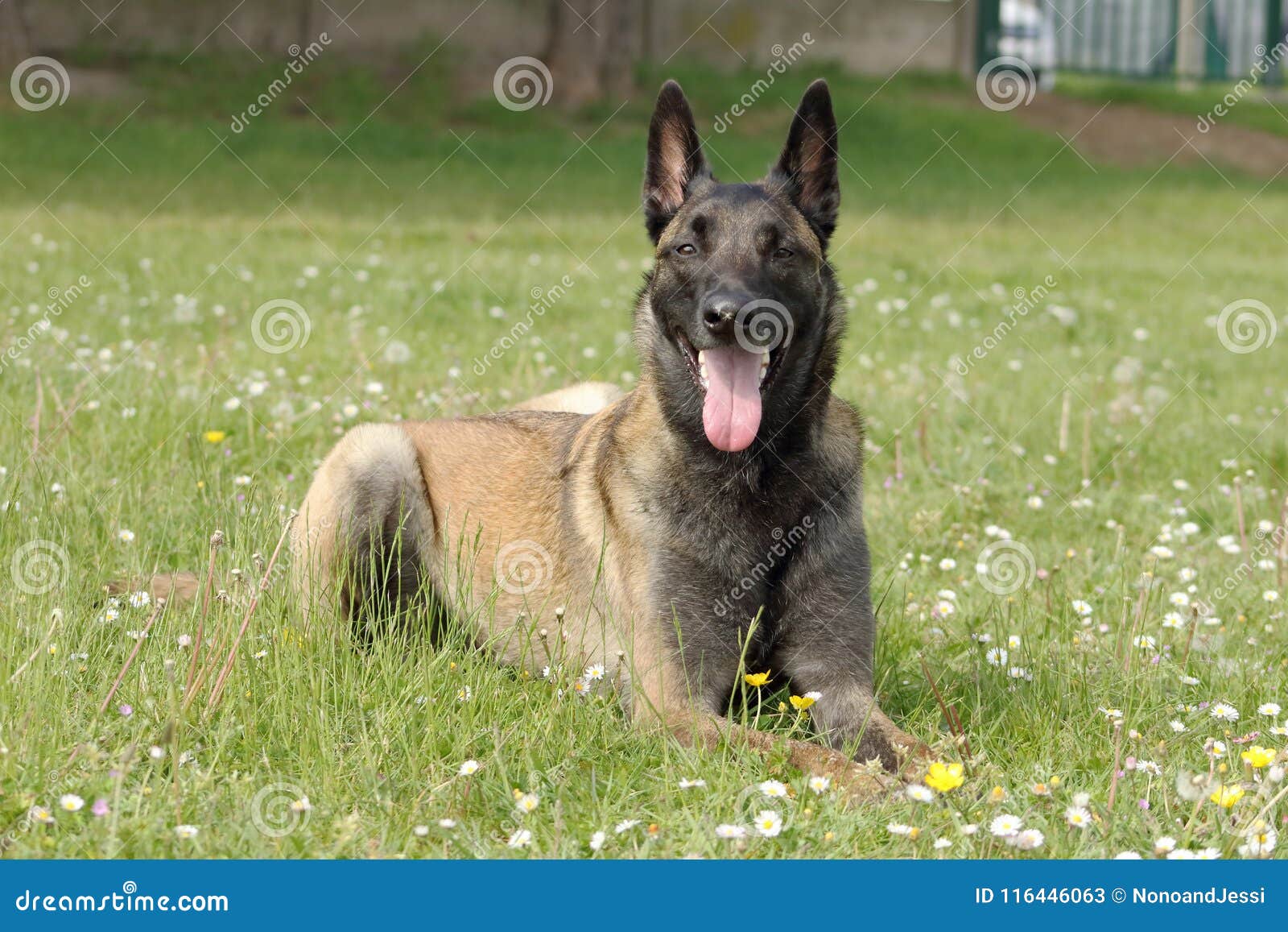 比利時牧羊犬 / æ¯å©æ¶ç§ç¾ç¬å¦ä½é¥²å» æ¯ç§ç¬æ°é» çææ¯å©æ¶ç§ç¾ç¬ç½ - Search for text in self post contents.