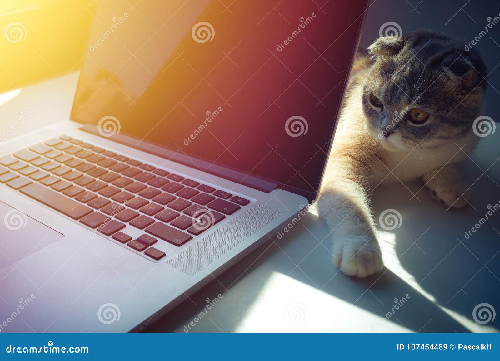 在一台膝上型计算机的猫在书桌上有日出背景库存图片 图片包括有