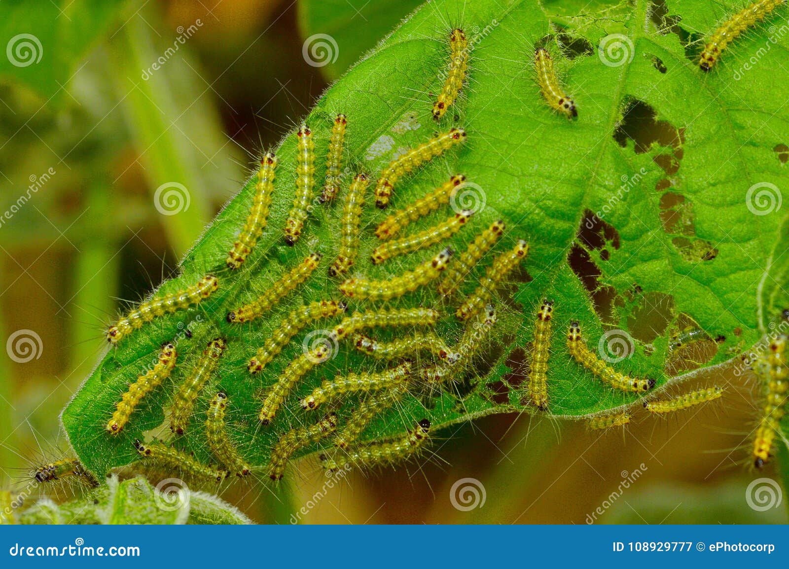 在一片叶子的森林天幕毛虫在桑格利附近库存图片 图片包括有在一片叶子的森林天幕毛虫在桑格利附近