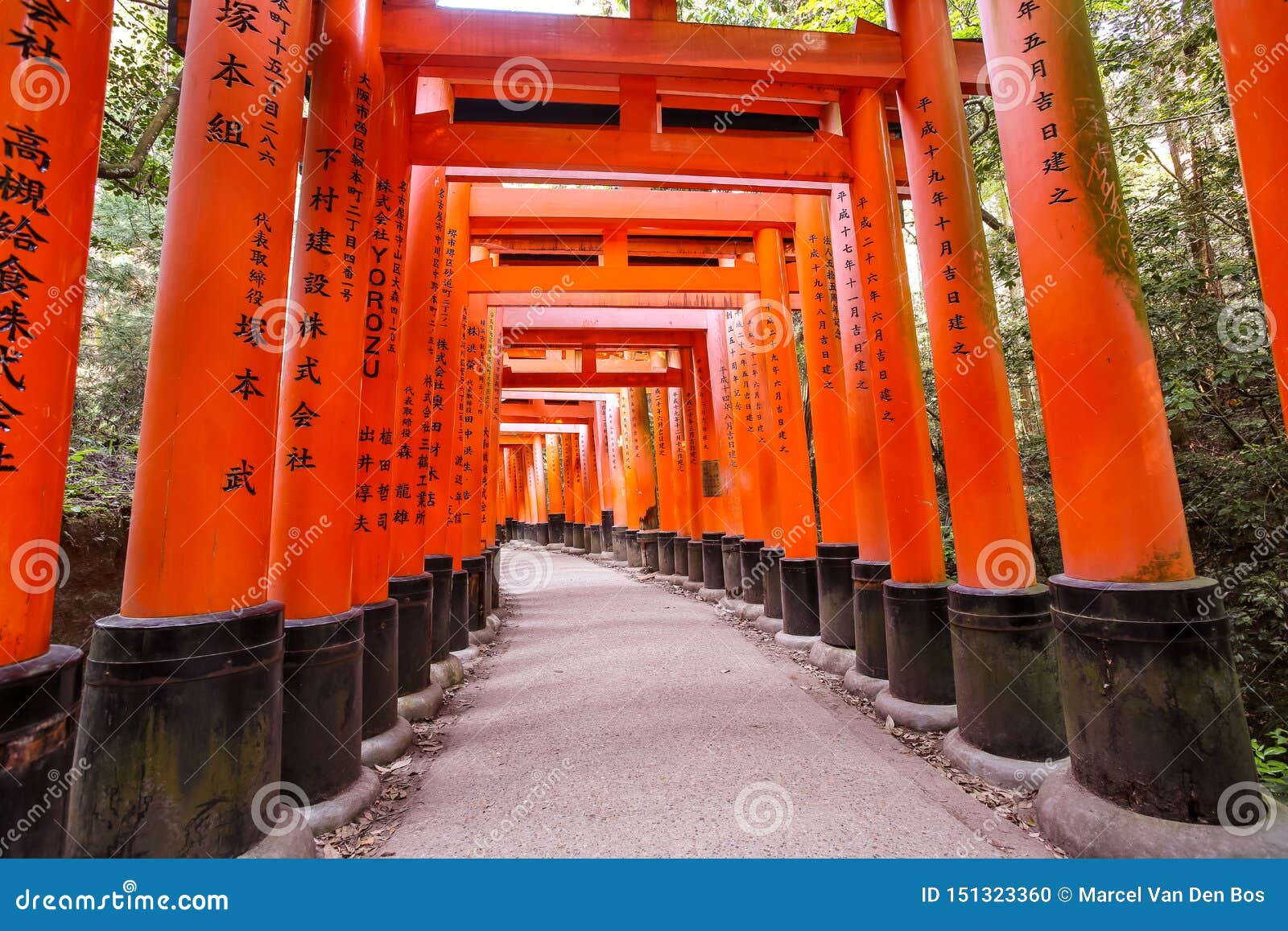 在伏见稻荷大社寺庙的橙色鸟居门隧道与早晨阳光在春天编辑类图片 图片包括有字符 阳光 叶子 日语 在伏见稻荷大社寺庙的橙色鸟居门隧道与早晨阳光在春天编辑类图片 图片包括有字符 阳光 叶子 日语