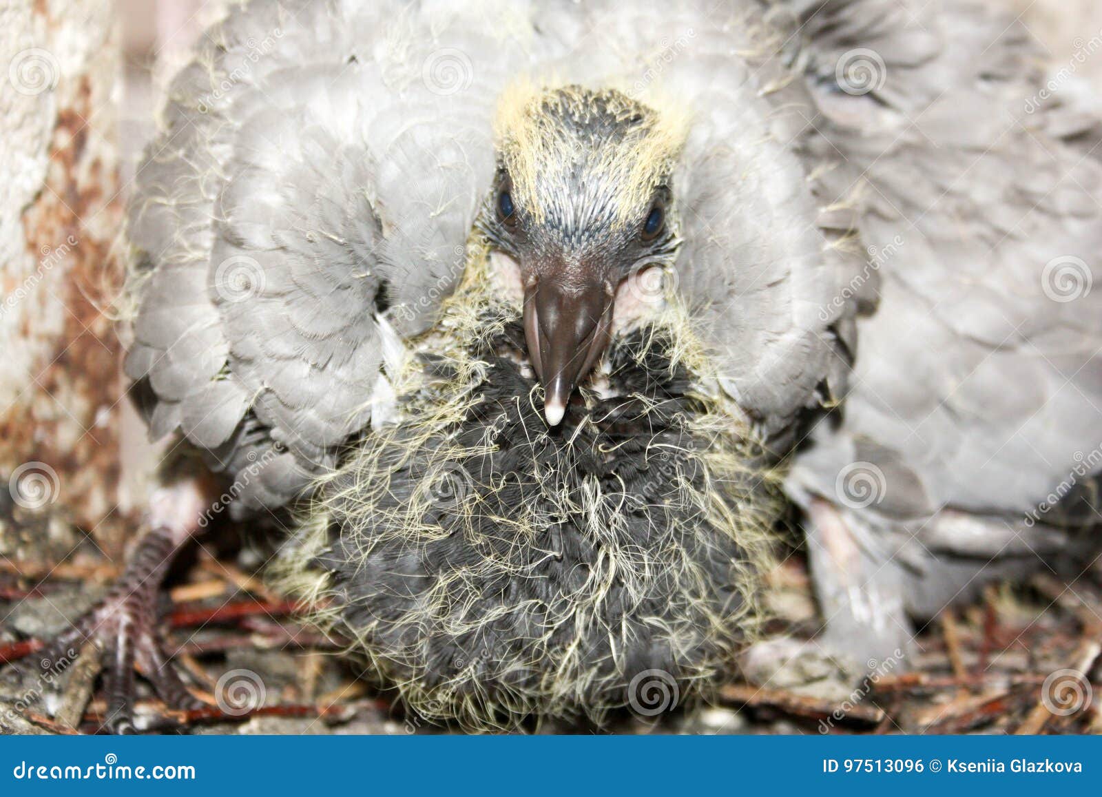 在分支巢的鸠刚孵出的雏与库存照片 图片包括有在分支巢的鸠刚孵出的雏