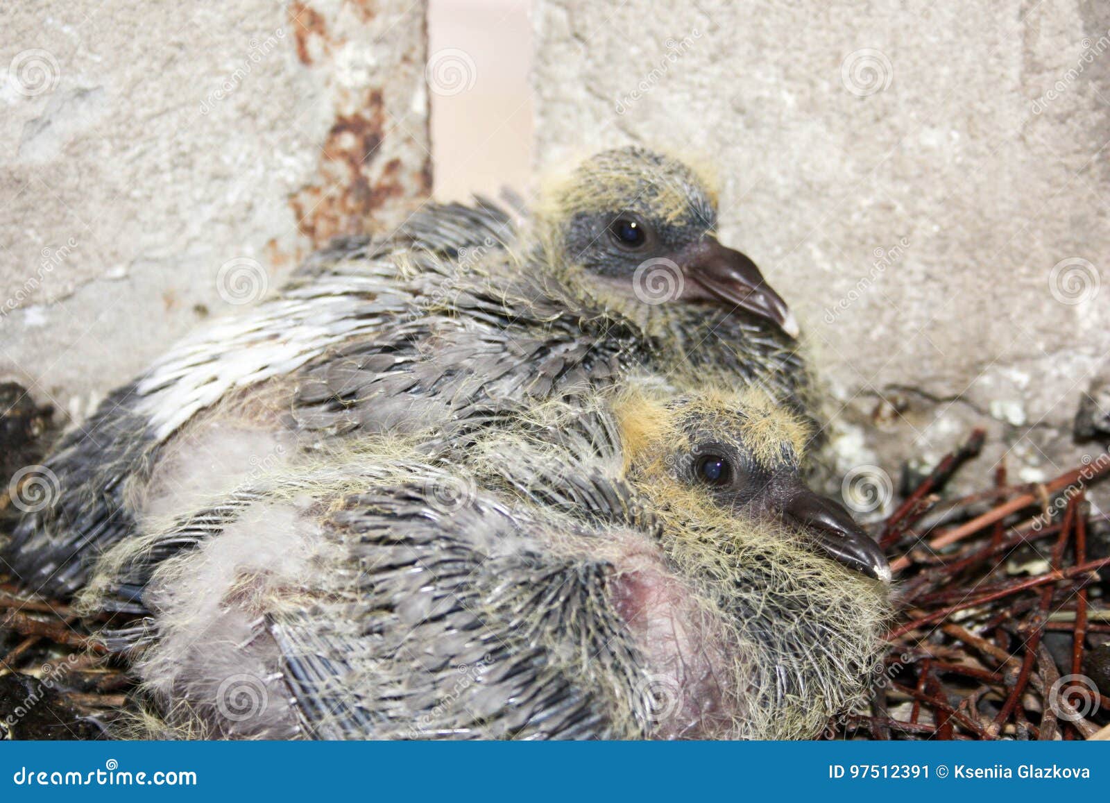 在分支巢的鸠刚孵出的雏两个库存图片 图片包括有两个 在分支巢的鸠刚孵出的雏