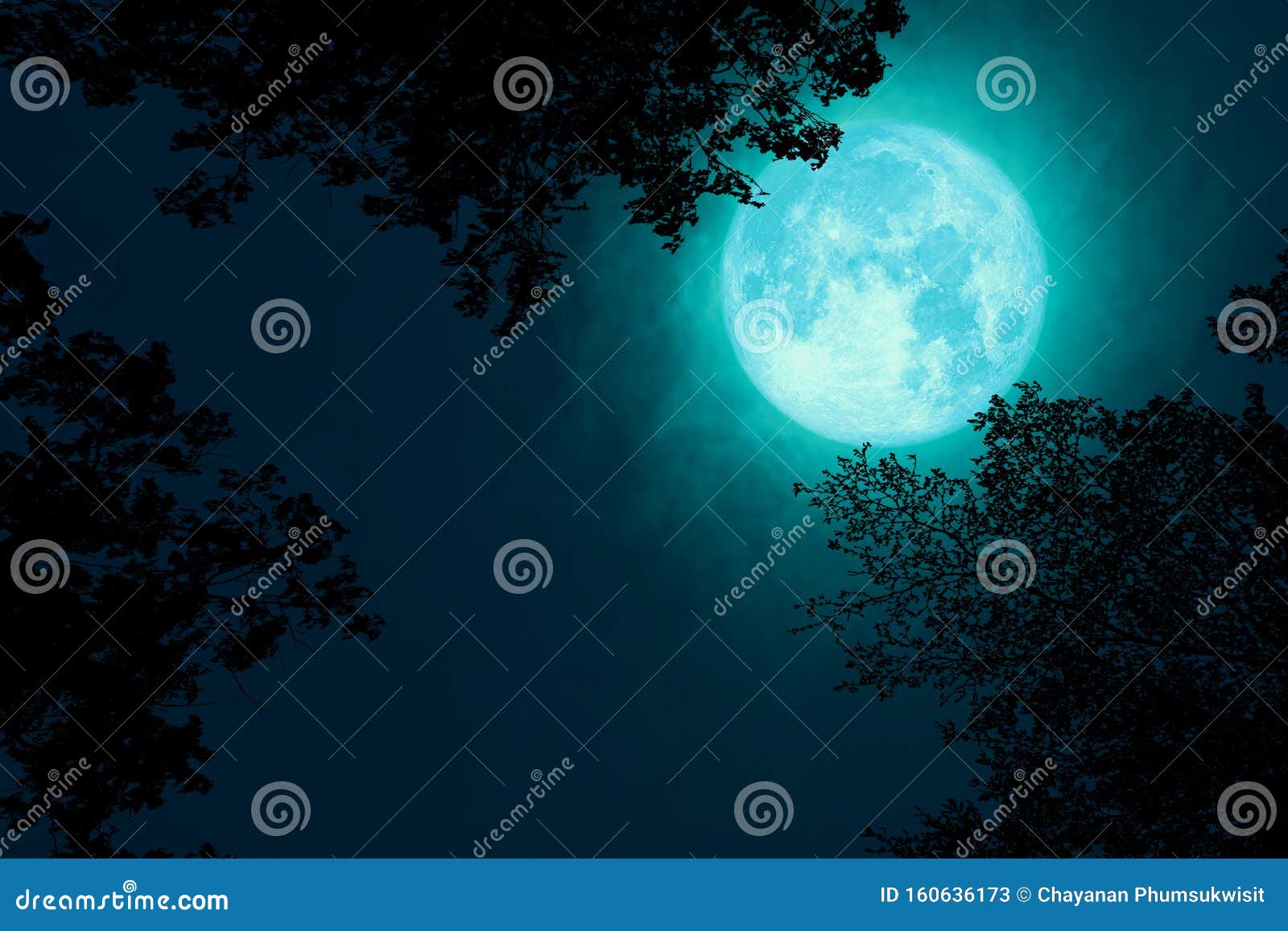 在剪影树和夜空的黑云上 满月的海狸库存图片 图片包括有在剪影树和夜空的黑云上 满月的海狸 在剪影树和夜空的黑云上 满月的海狸库存图片 图片包括有在剪影树和夜空的黑云上 满月的海狸