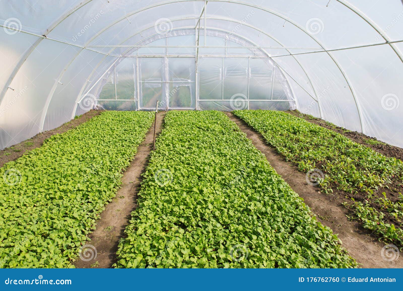 在大温室里 种菜种苗 耕种库存照片 图片包括有温室 概念 特写镜头 庄稼 黄瓜 新鲜