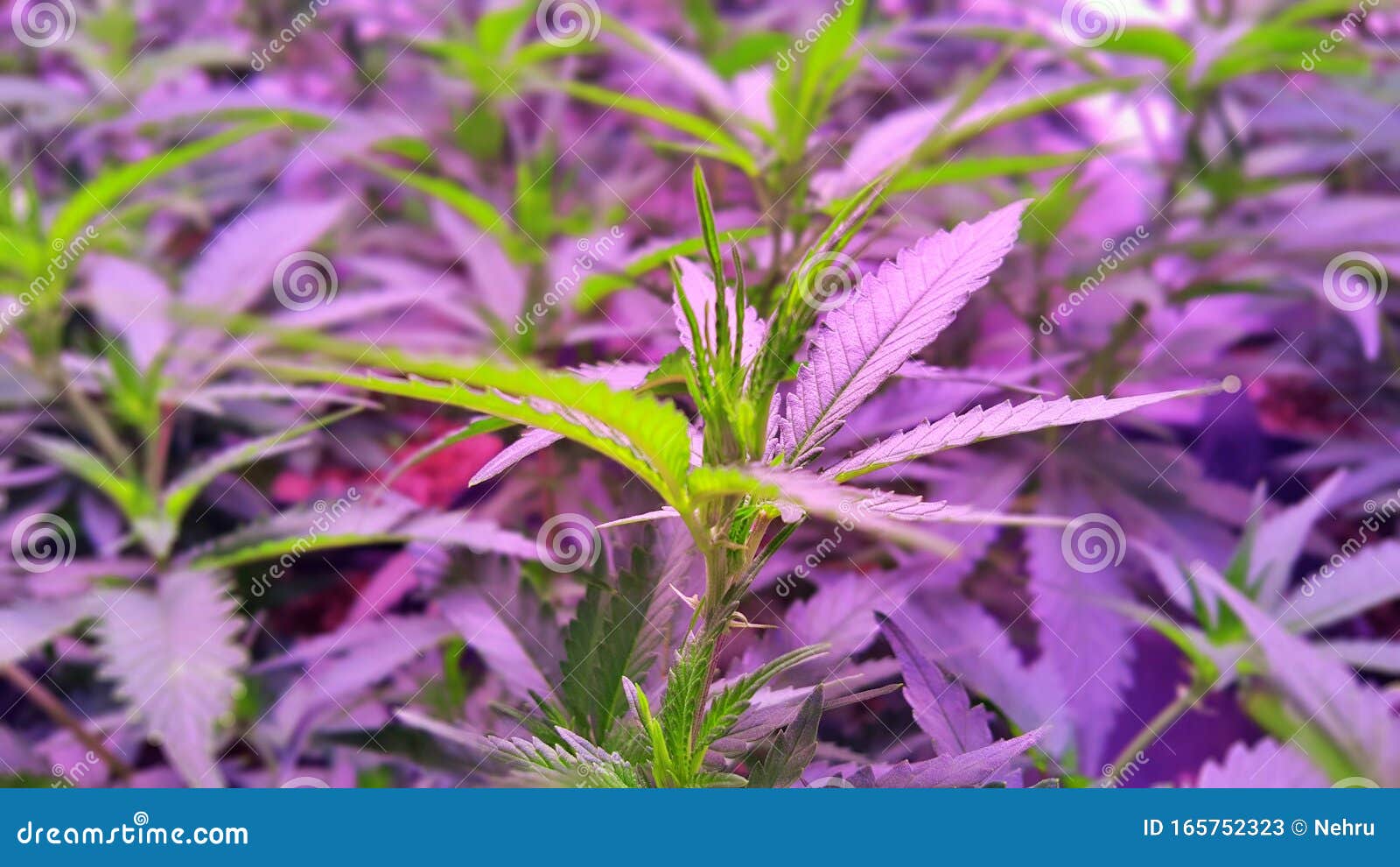 在工厂合法种植的大麻植物库存图片 图片包括有新鲜 农场 草本 生活 合法 文化 有机