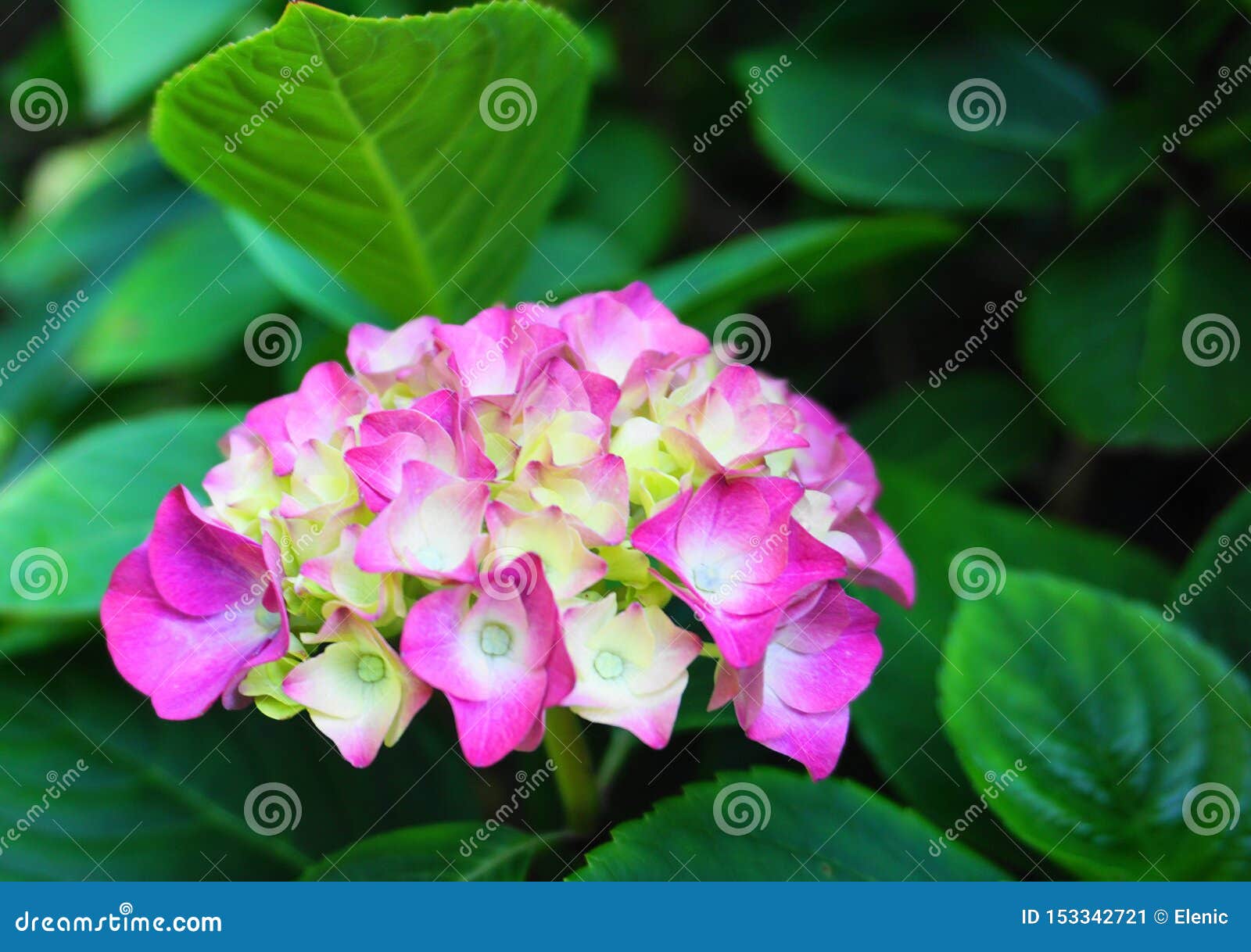 在早晨太阳关闭的美丽的五颜六色的八仙花属serrata花天堂共同的名字山八仙花属和茶库存图片 图片包括有粉红色 蓝色 在早晨太阳关闭的美丽的五颜六色的八仙花属serrata花天堂共同的名字山八仙花属和茶库存图片 图片包括有粉红色 蓝色