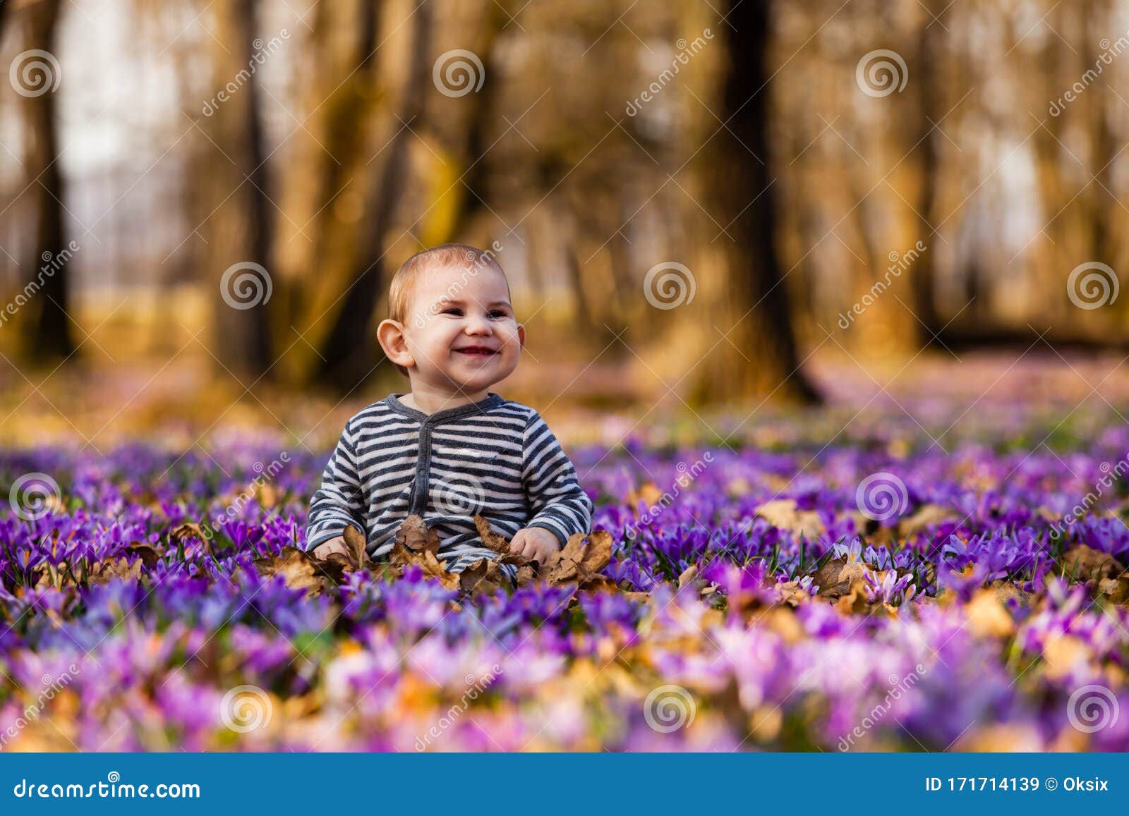 在春园里放着紫色藏红花的小男孩库存图片 图片包括有快乐 无忧无虑 敬慕 利息 有吸引力的