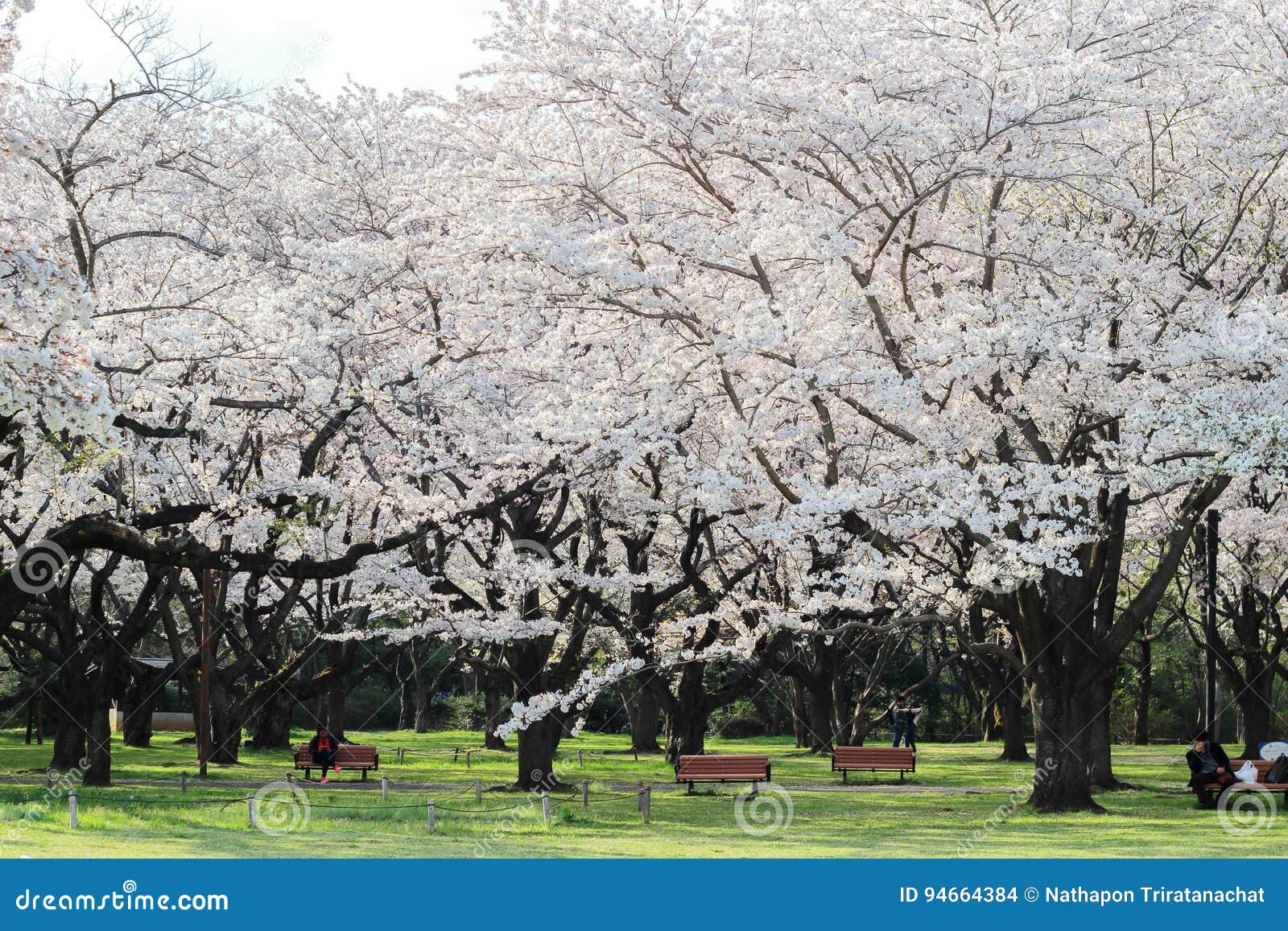 在昭和kinen Koenshowa纪念公园 立川市 东京 日本的充分地开花的樱花在春天编辑类库存图片 图片包括有女衬衫 本质