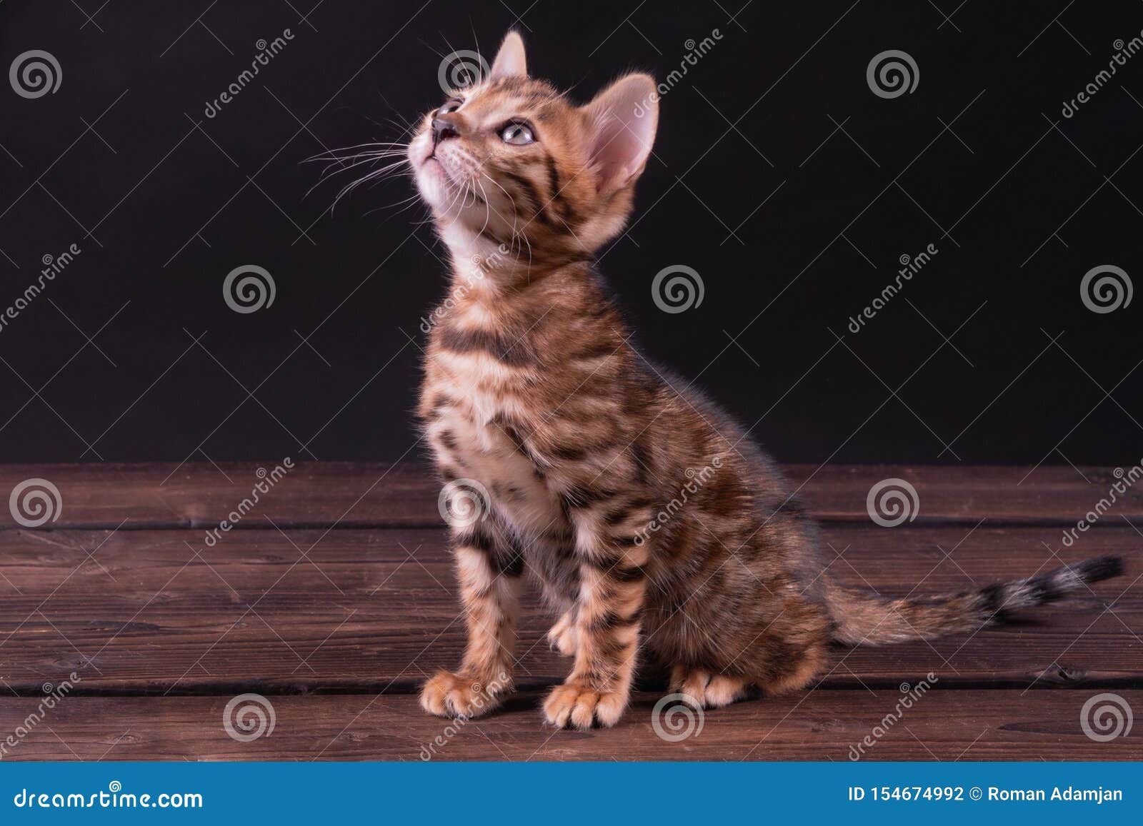 在木桌 黑背景上的孟加拉小猫 低调库存照片 图片包括有毛皮 逗人喜爱 敬慕 似猫 眼睛 在木桌 黑背景上的孟加拉小猫 低调库存照片 图片包括有毛皮 逗人喜爱 敬慕 似猫 眼睛
