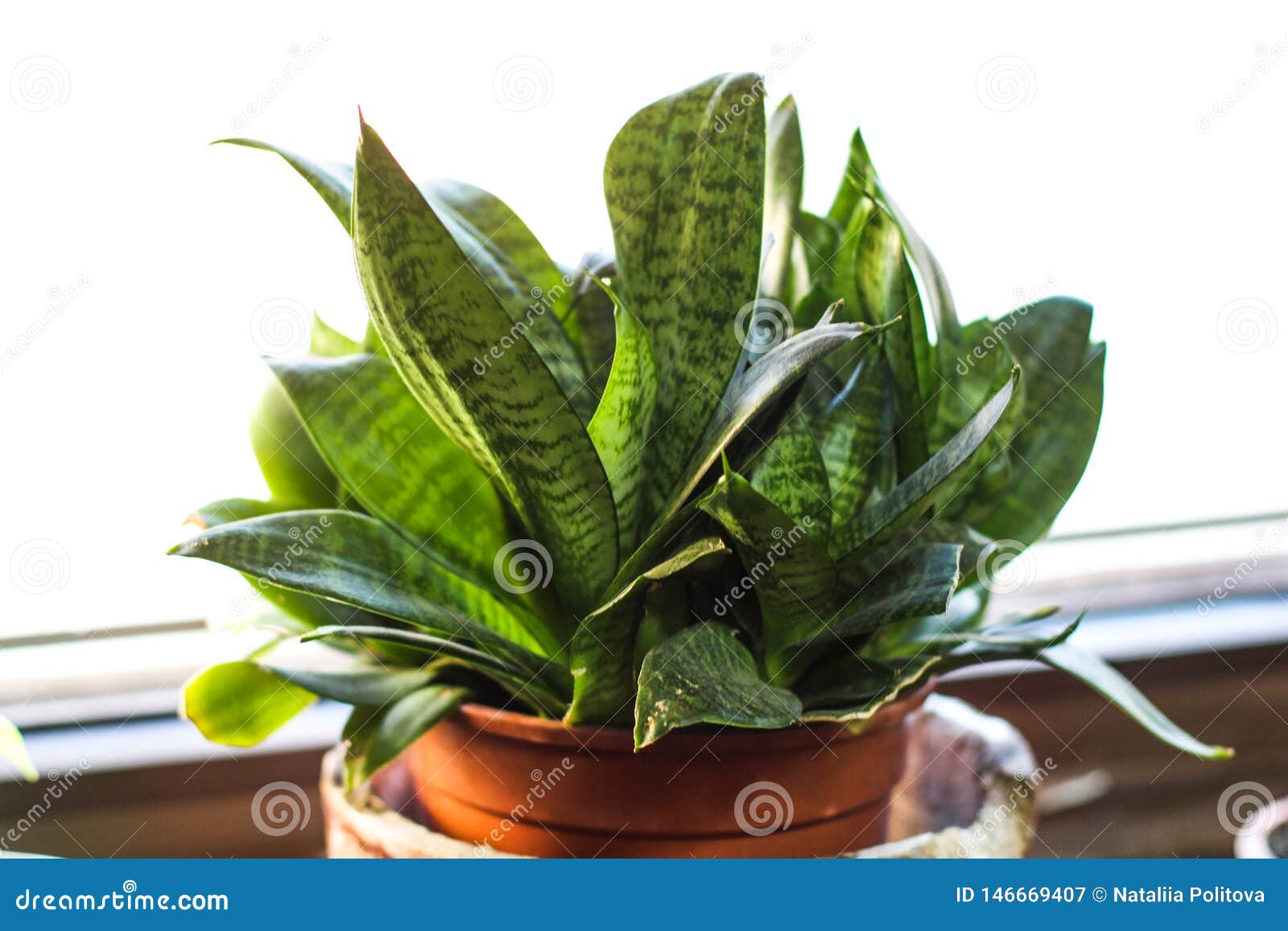 在桌上的蛇植物其他名字 百合科植物trifasciata Prain 婆婆舌头 蛇蝎的弦麻r 库存图片 图片包括有工厂 室内 在桌上的蛇植物其他名字 百合科植物trifasciata Prain 婆婆舌头 蛇蝎的弦麻r 库存图片 图片包括有工厂 室内