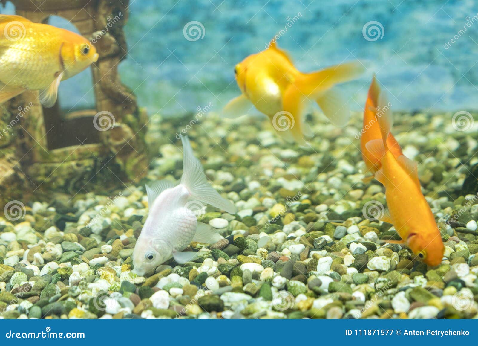 在水族馆的金鱼在一座石城堡的背景库存图片 图片包括有