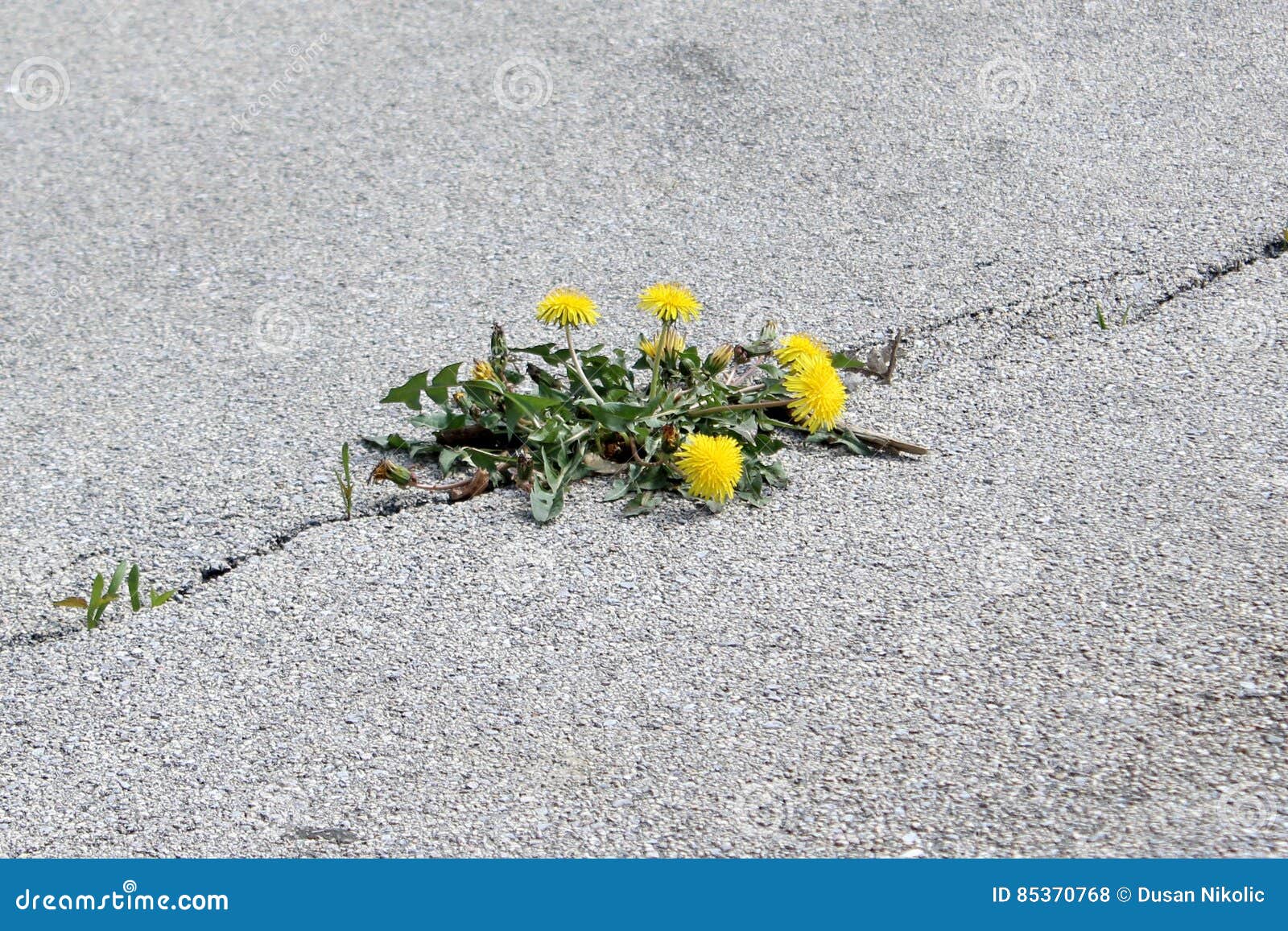 在沥青裂缝的花库存照片 图片包括有道路 街道 通过 春天 严格 居住 抽象 路面 都市