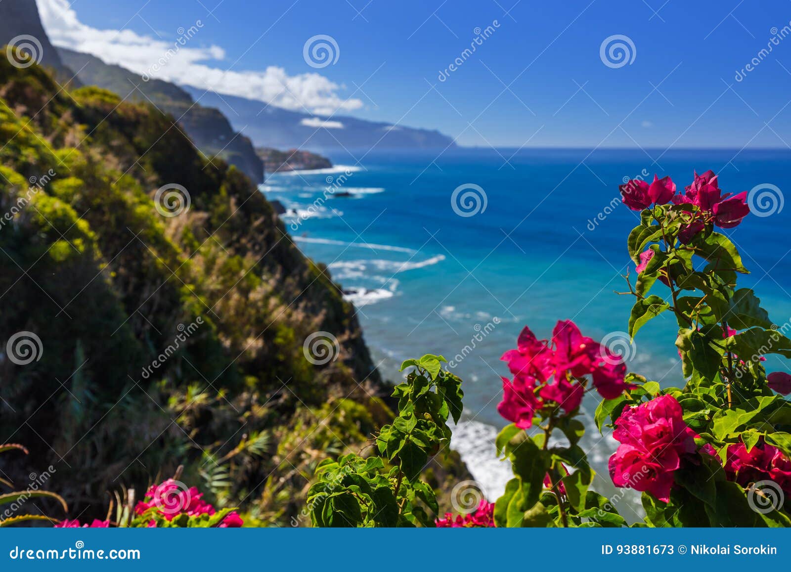 在海岸的花在boaventura 马德拉岛葡萄牙库存图片 图片包括有 在海岸的花在boaventura 马德拉岛葡萄牙库存图片 图片包括有