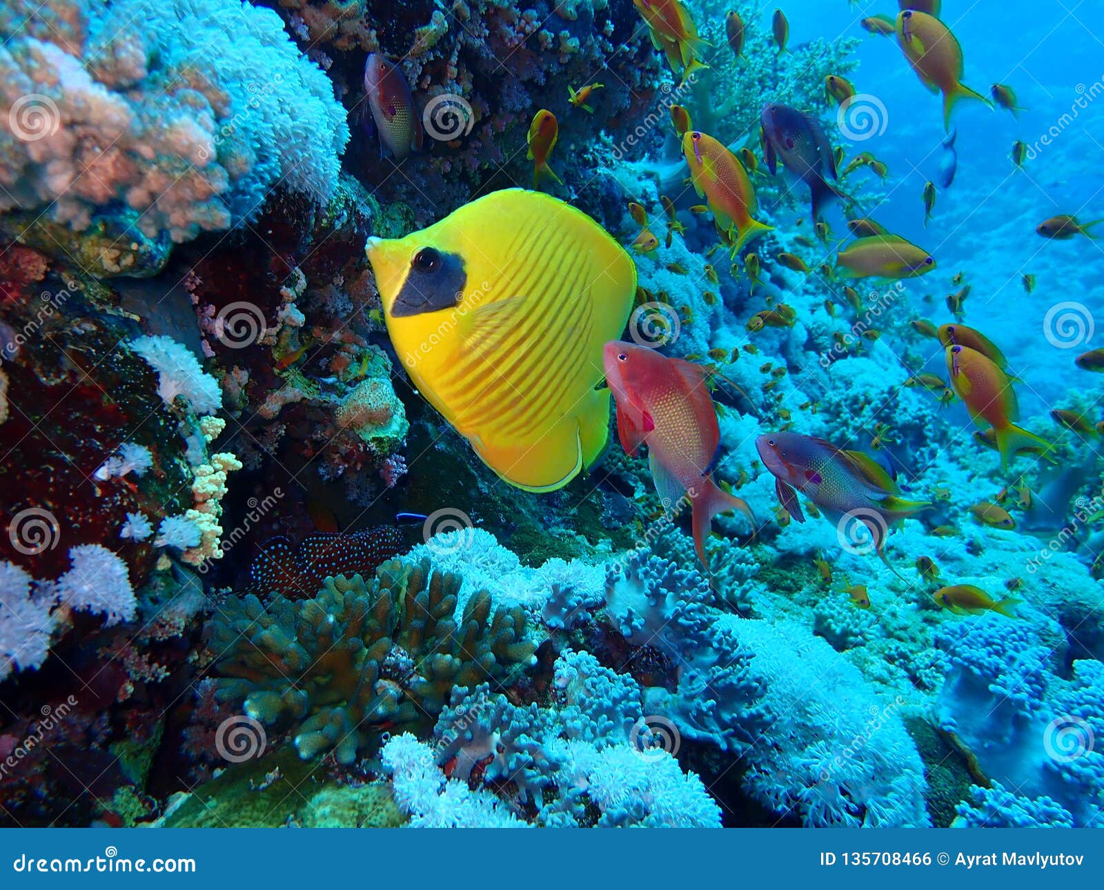 在深水的水下的世界在珊瑚礁和植物在蓝色世界海洋野生生物 鱼 珊瑚和海生物的花植物群库存照片 图片包括有植物群