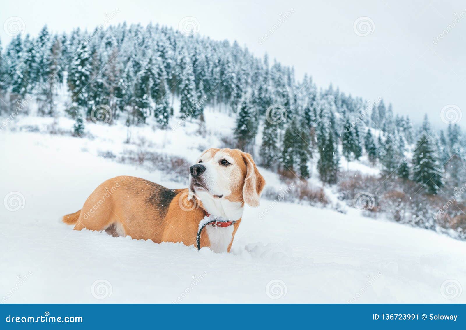 在深雪画象的小猎犬狗在山的雪原有云杉的森林背景库存图片 图片包括有 在深雪画象的小猎犬狗在山的雪原有云杉的森林背景库存图片 图片包括有